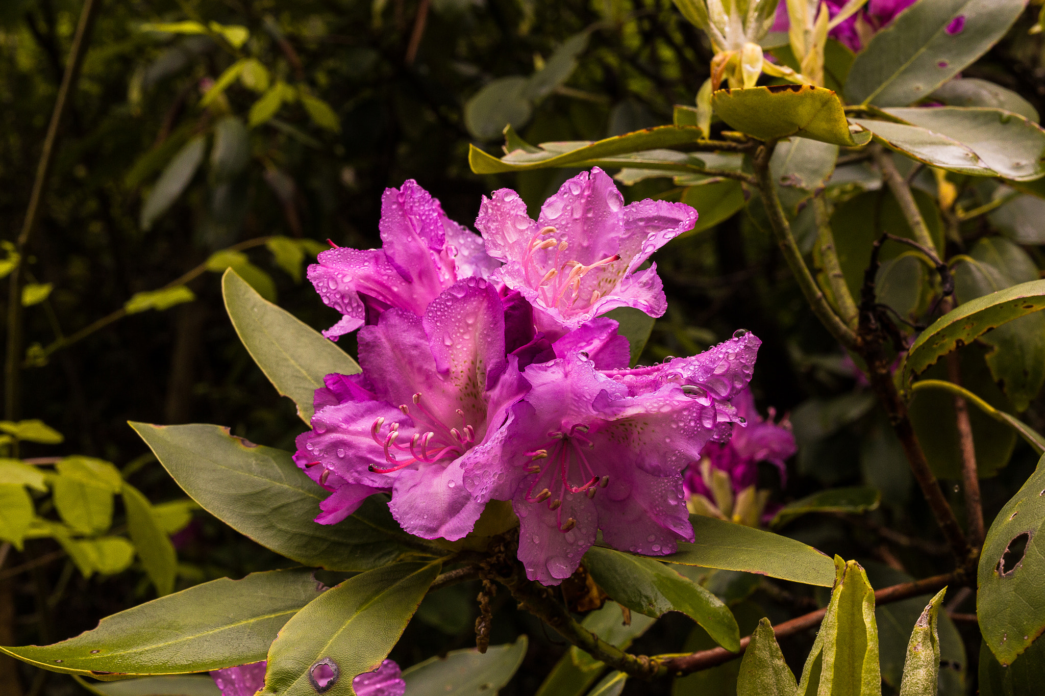 ZEISS Makro-Planar T* 50mm F2 sample photo. Brp rhododendrons photography