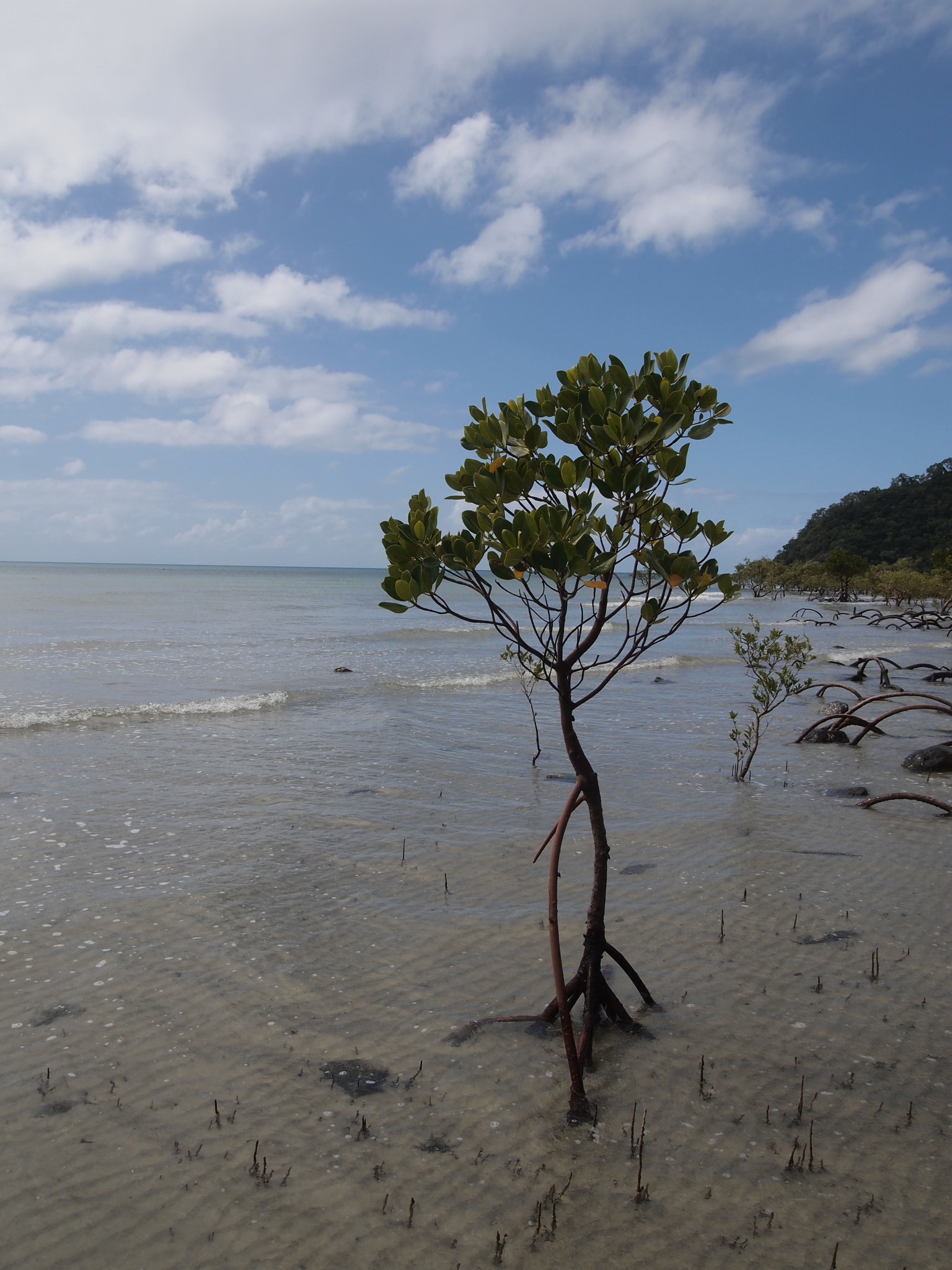 Olympus PEN E-PL2 sample photo. Mangrove photography