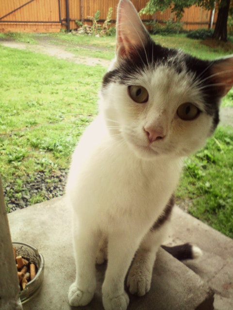 Sony Ericsson W995 sample photo. Visit from neighbors photography