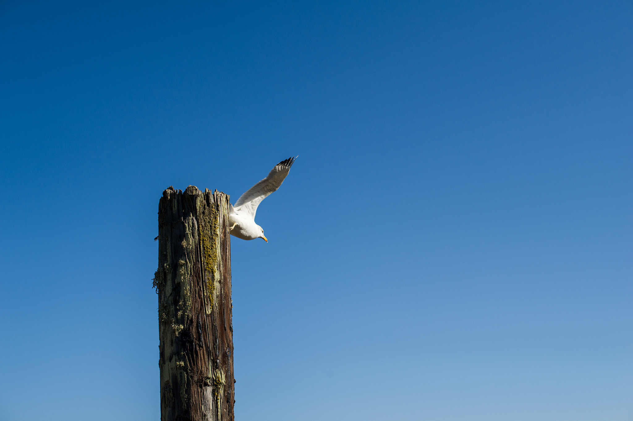 Nikon D3S + Nikon AF-S Nikkor 50mm F1.4G sample photo. Point reyes shipwreck photography