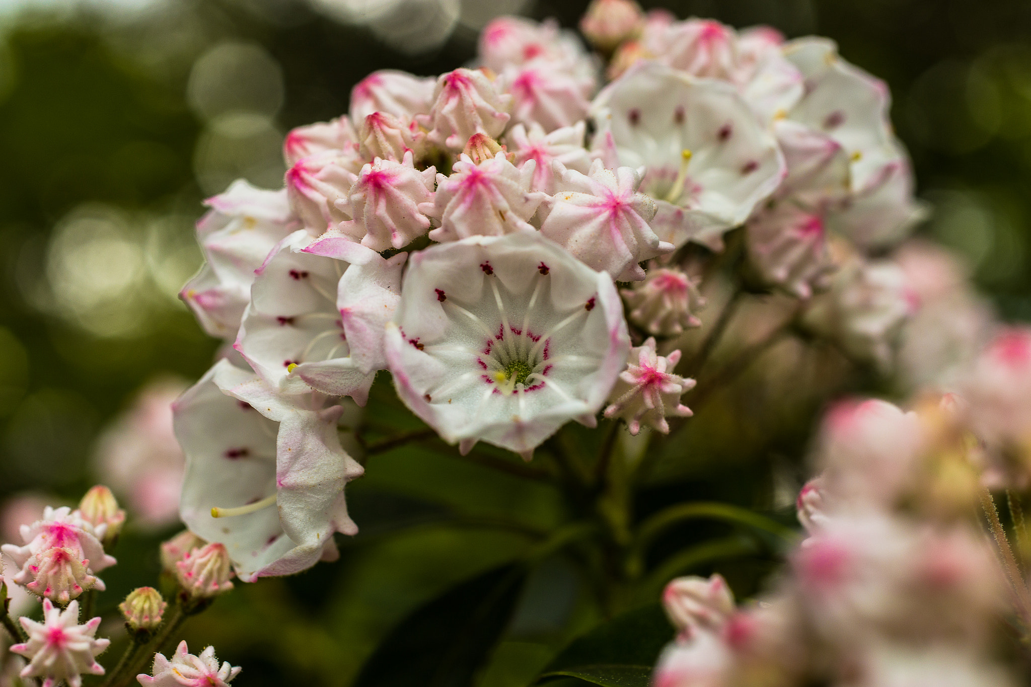 ZEISS Makro-Planar T* 50mm F2 sample photo. Snp mountain laural photography