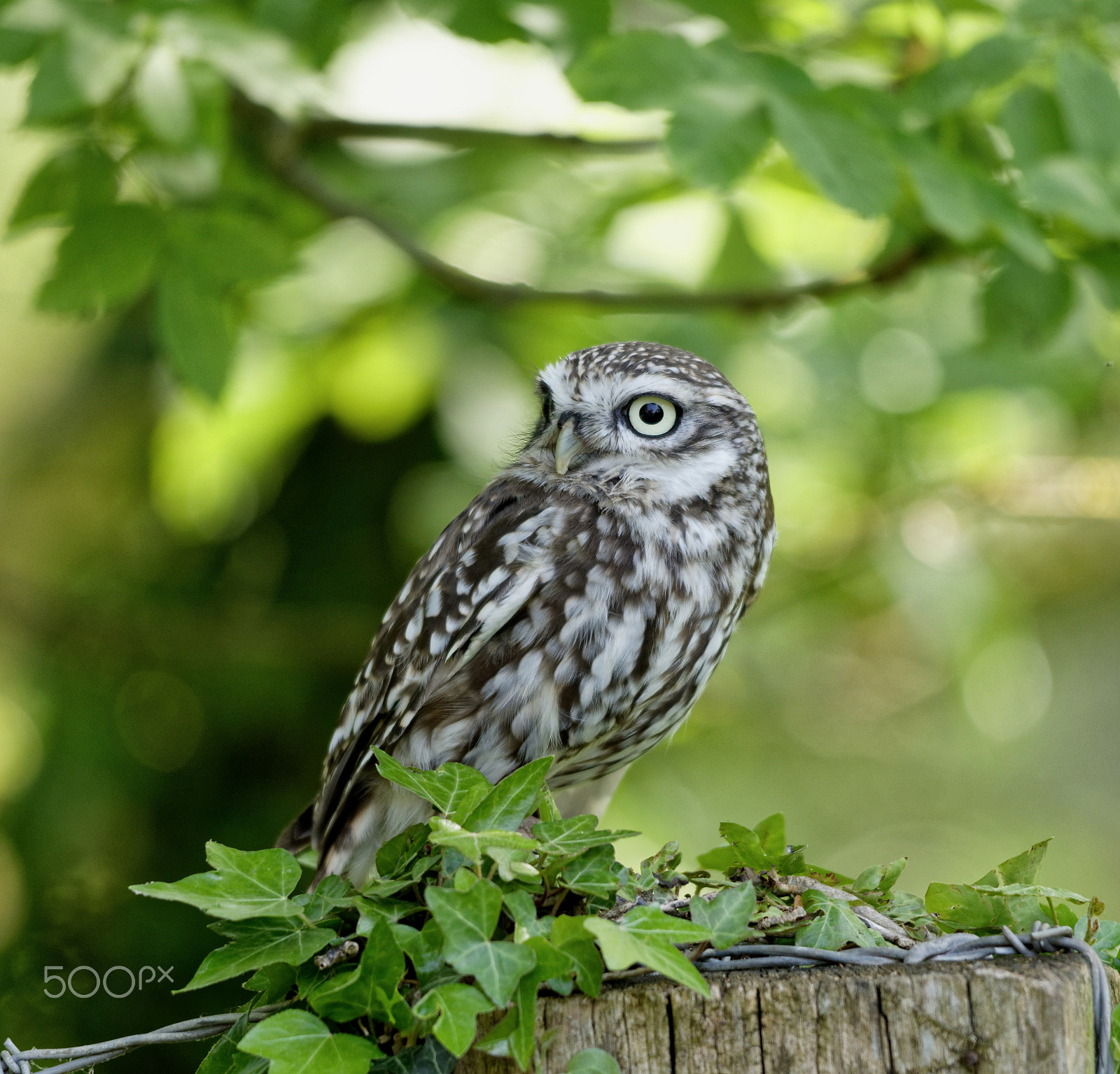 Sigma 150-500mm F5-6.3 DG OS HSM sample photo. Little owl photography