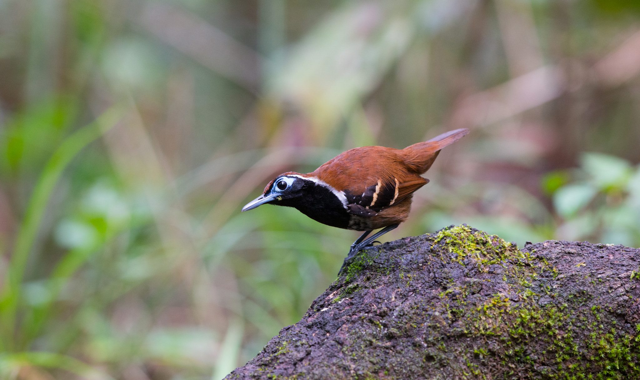 Nikon D800 + Nikon AF-S Nikkor 500mm F4G ED VR sample photo. Ferruginous-backed antbird (myrmoderus ferrugineus)-amapá-brazil photography