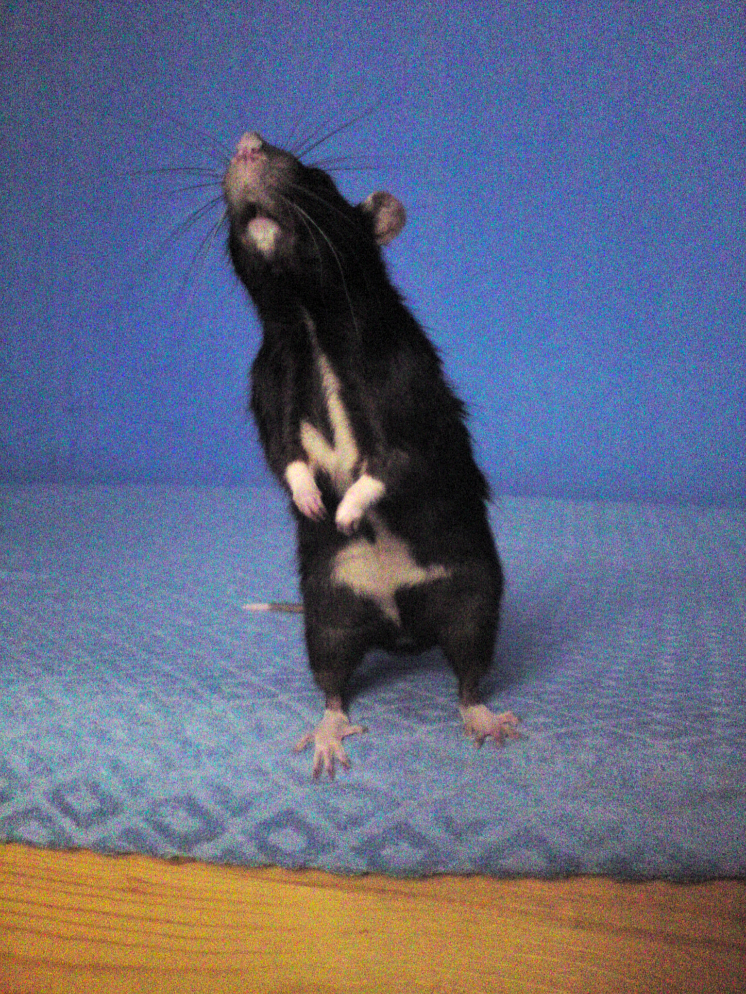 Sony Ericsson W995 sample photo. Curious rat photography