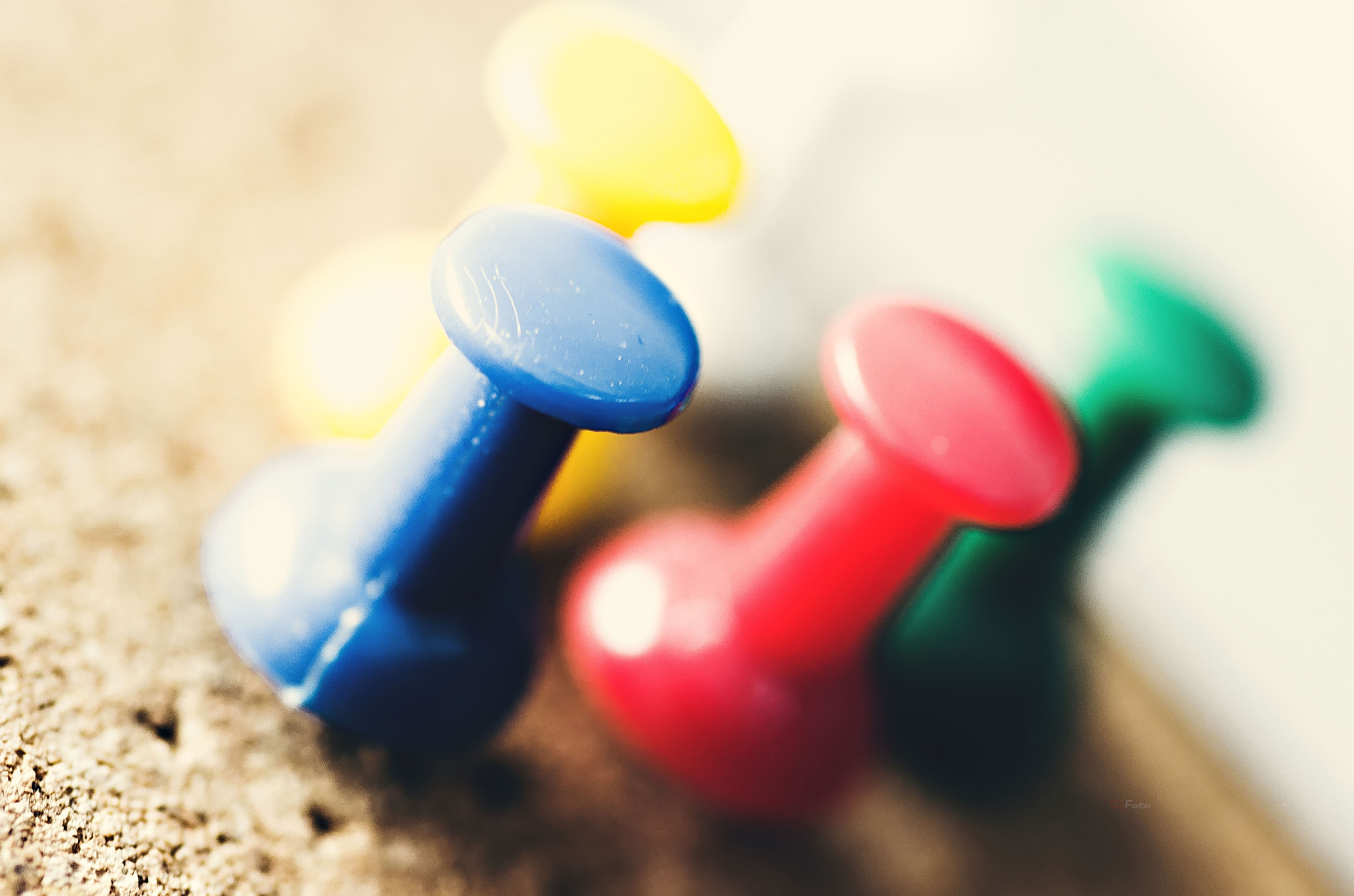 Pentax smc D-FA 100mm F2.8 Macro WR sample photo. Colorful photography