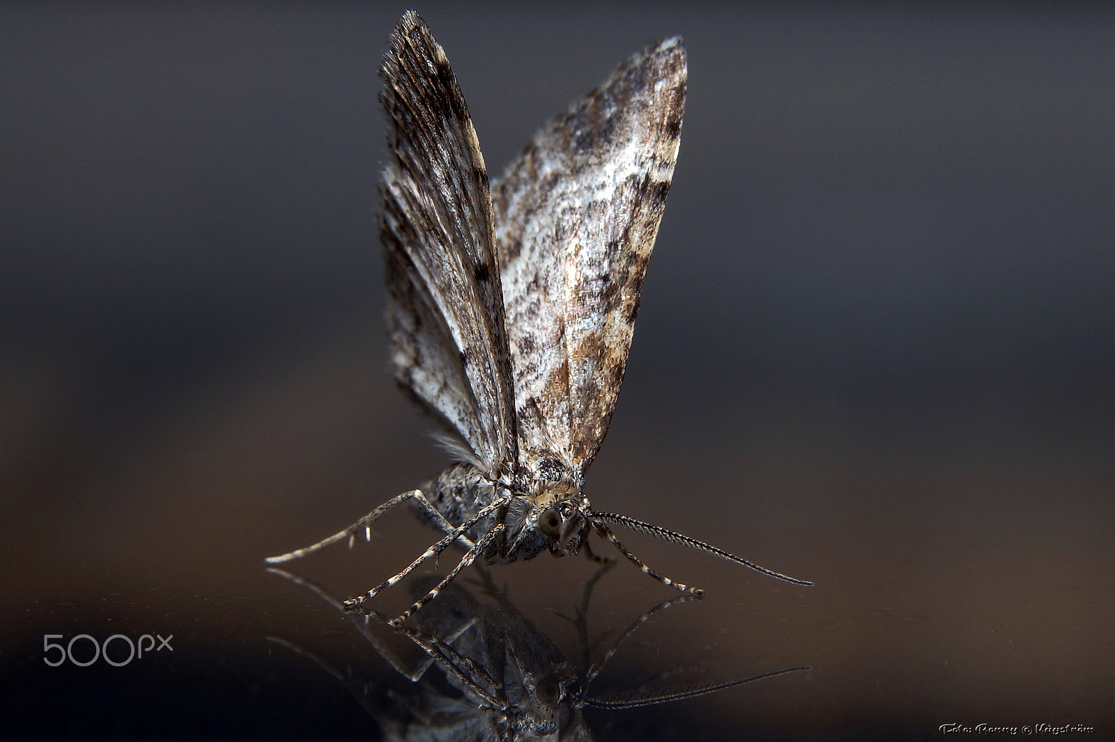 Sony a99 II + 90mm F2.8 Macro SSM sample photo