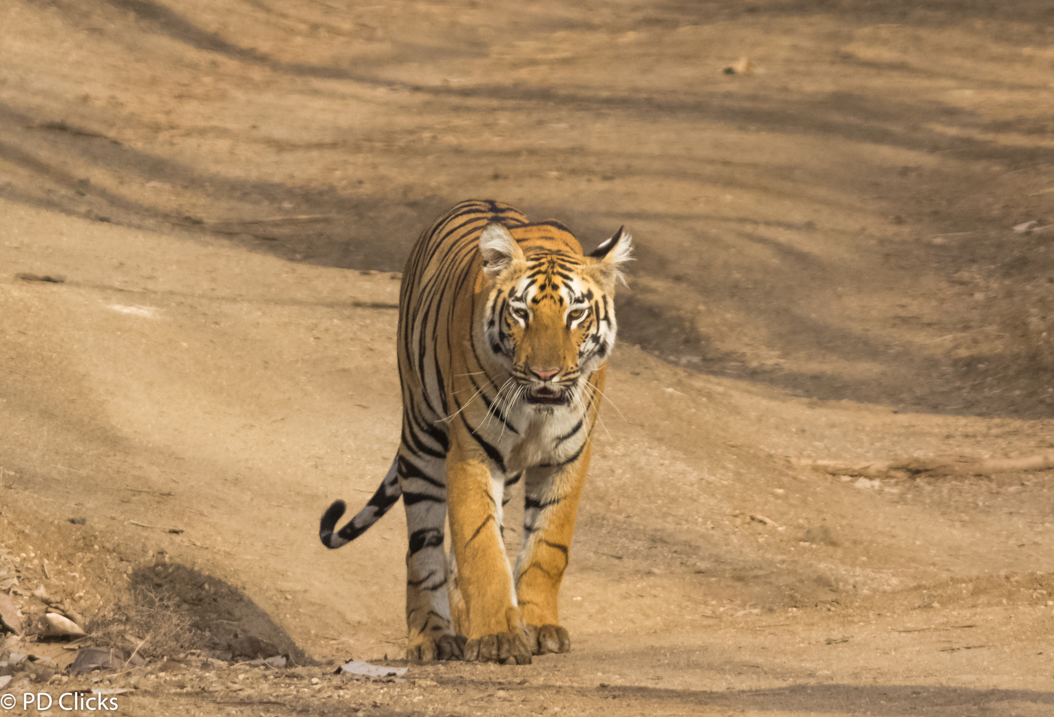 Sigma 150-500mm F5-6.3 DG OS HSM sample photo. Tippeswar photography