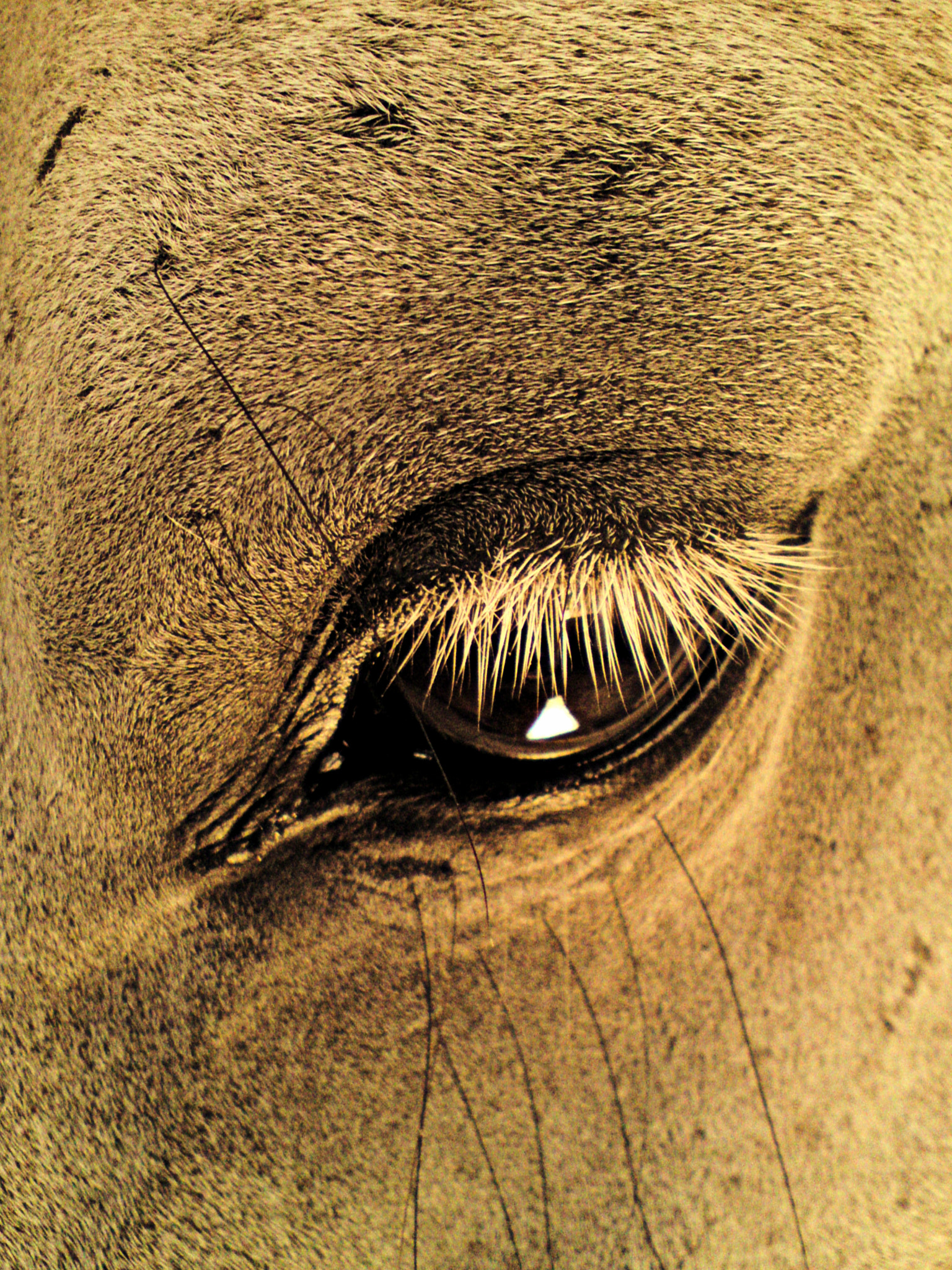 Sony Ericsson W995 sample photo. White lashes photography