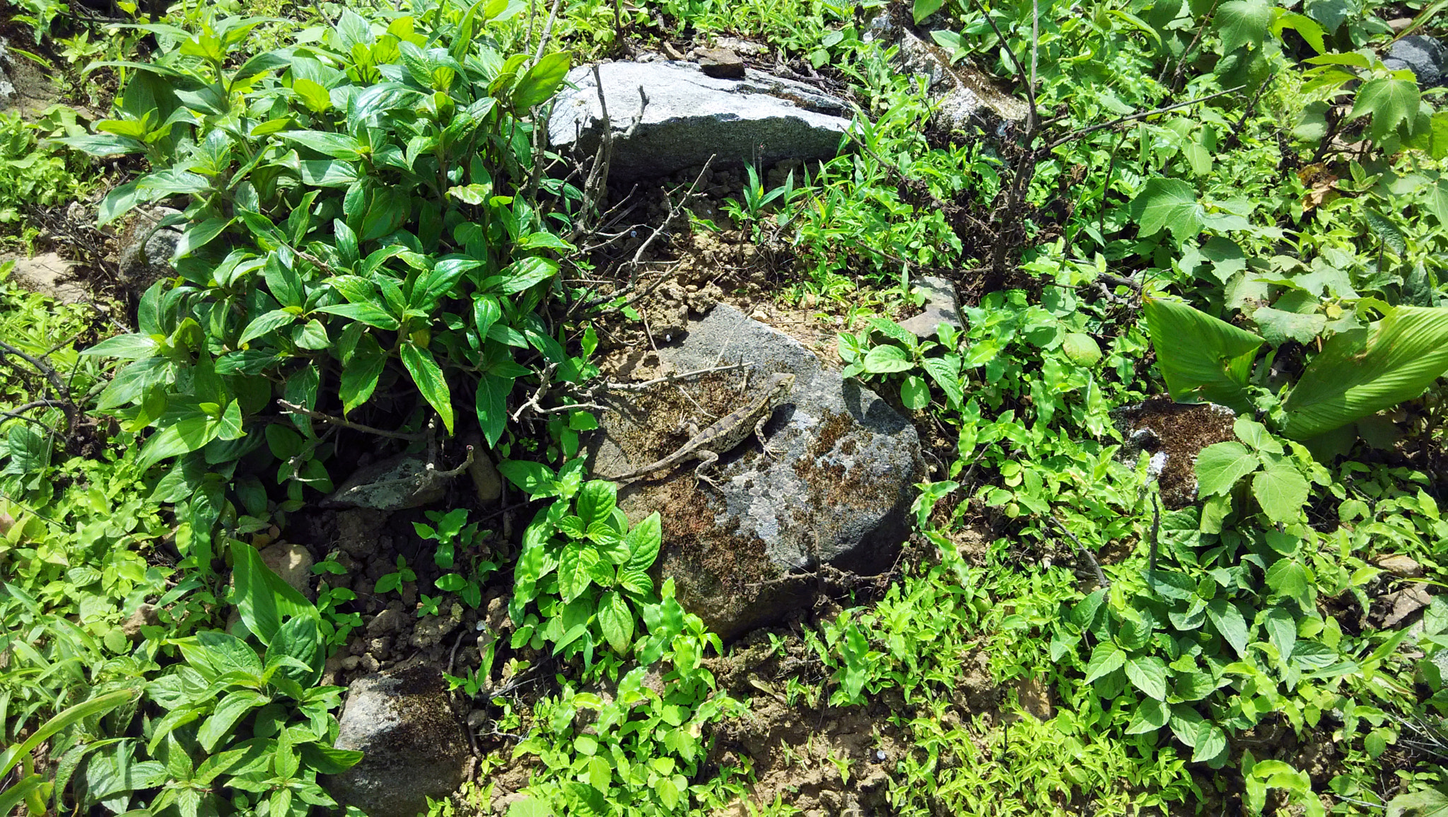 Xiaomi HM1S sample photo. Img_20150714_123151.jpg photography