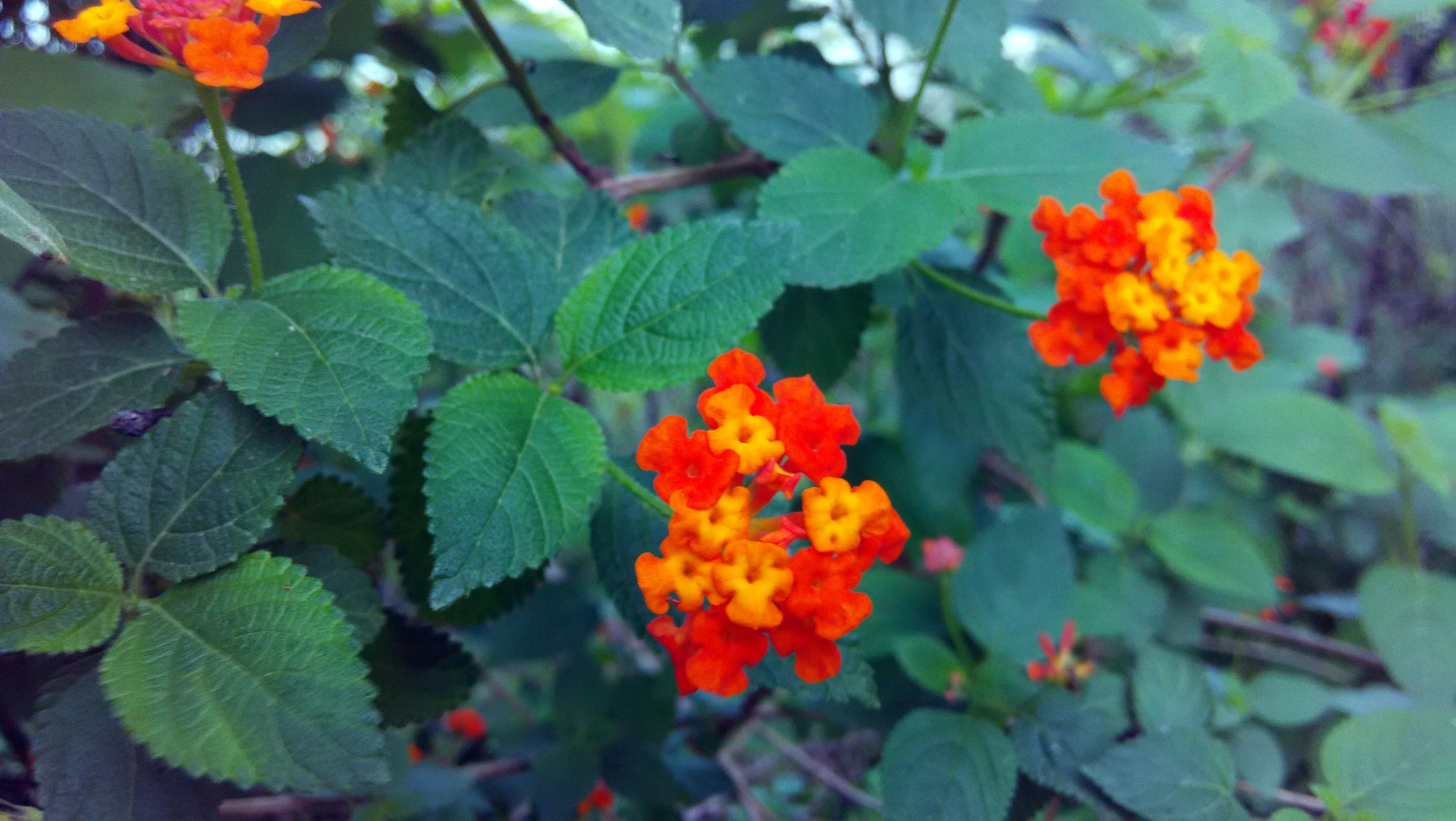 Xiaomi HM1S sample photo. Img_20150714_135939.jpg photography