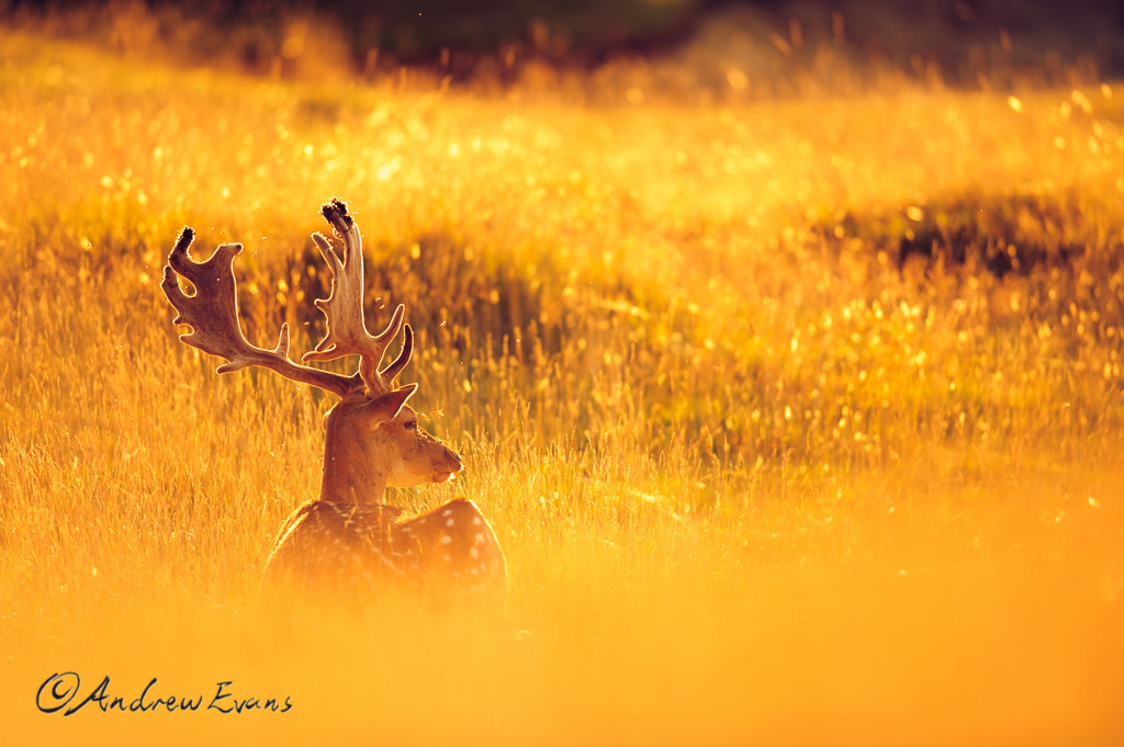 Nikon AF-S Nikkor 400mm F2.8G ED VR II sample photo. Resting stag photography