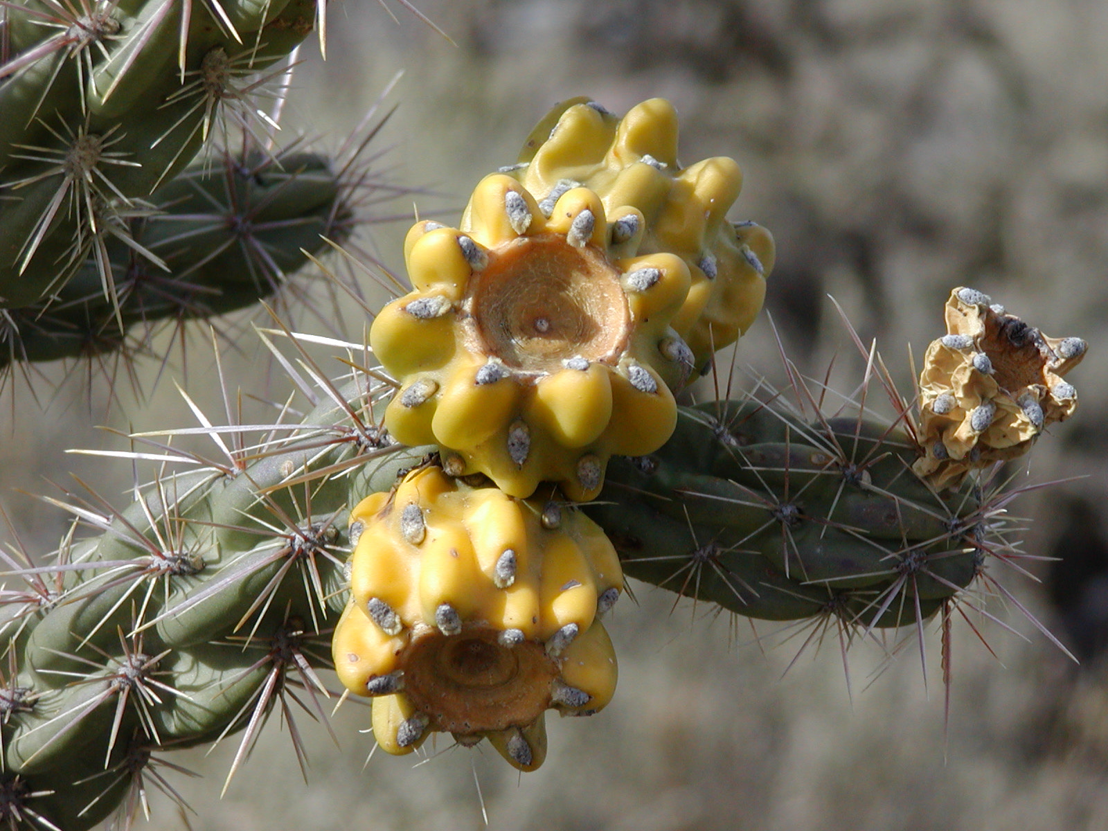 Olympus C700UZ sample photo. Cactus blooms gone to seed photography