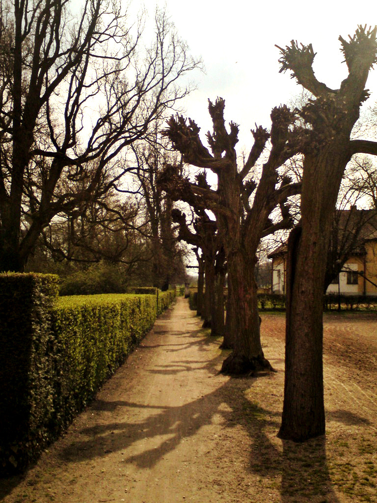 Sony Ericsson W995 sample photo. Kladruby nad labem cz photography