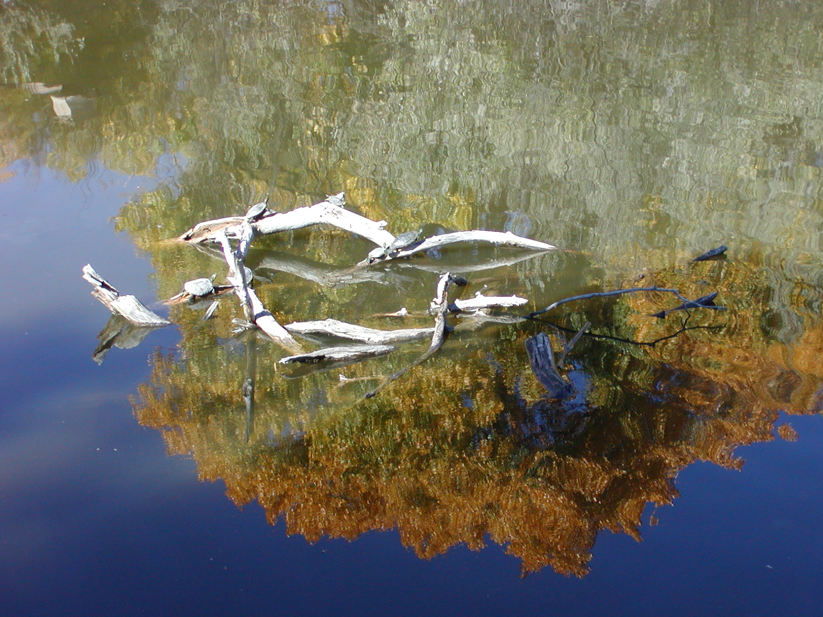 Olympus C700UZ sample photo. Dead trees in reflection photography