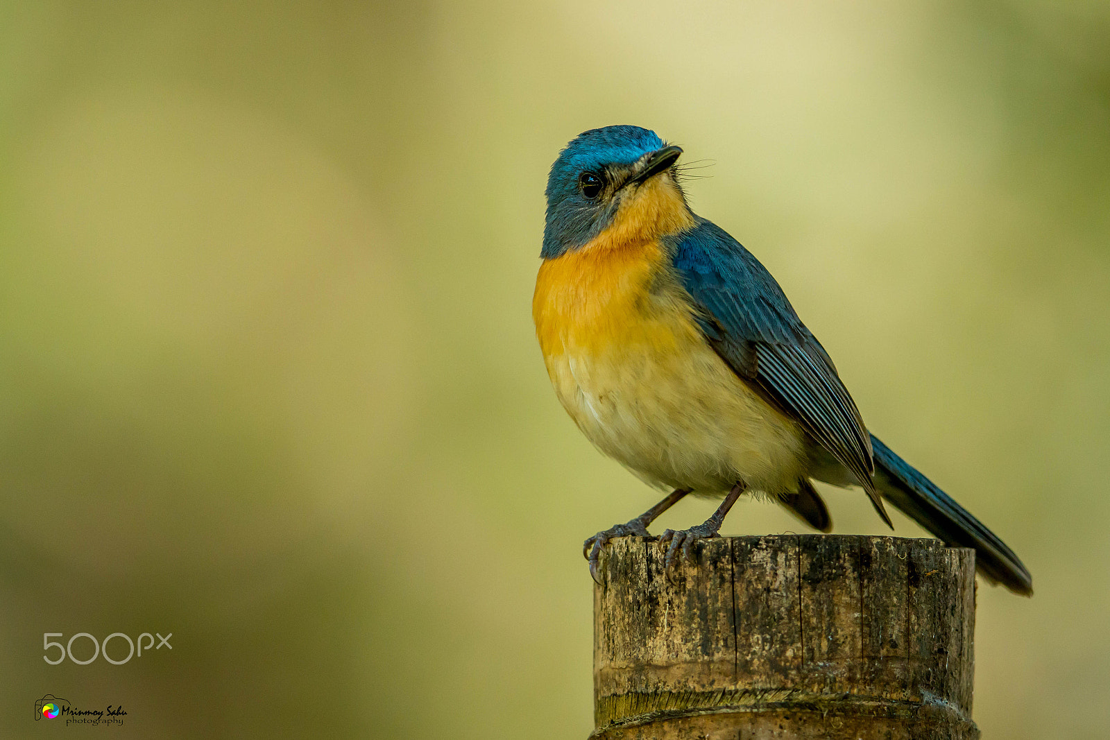 Canon EOS 70D + Canon EF 500mm F4L IS II USM sample photo. Tickell's blue flycatcher photography
