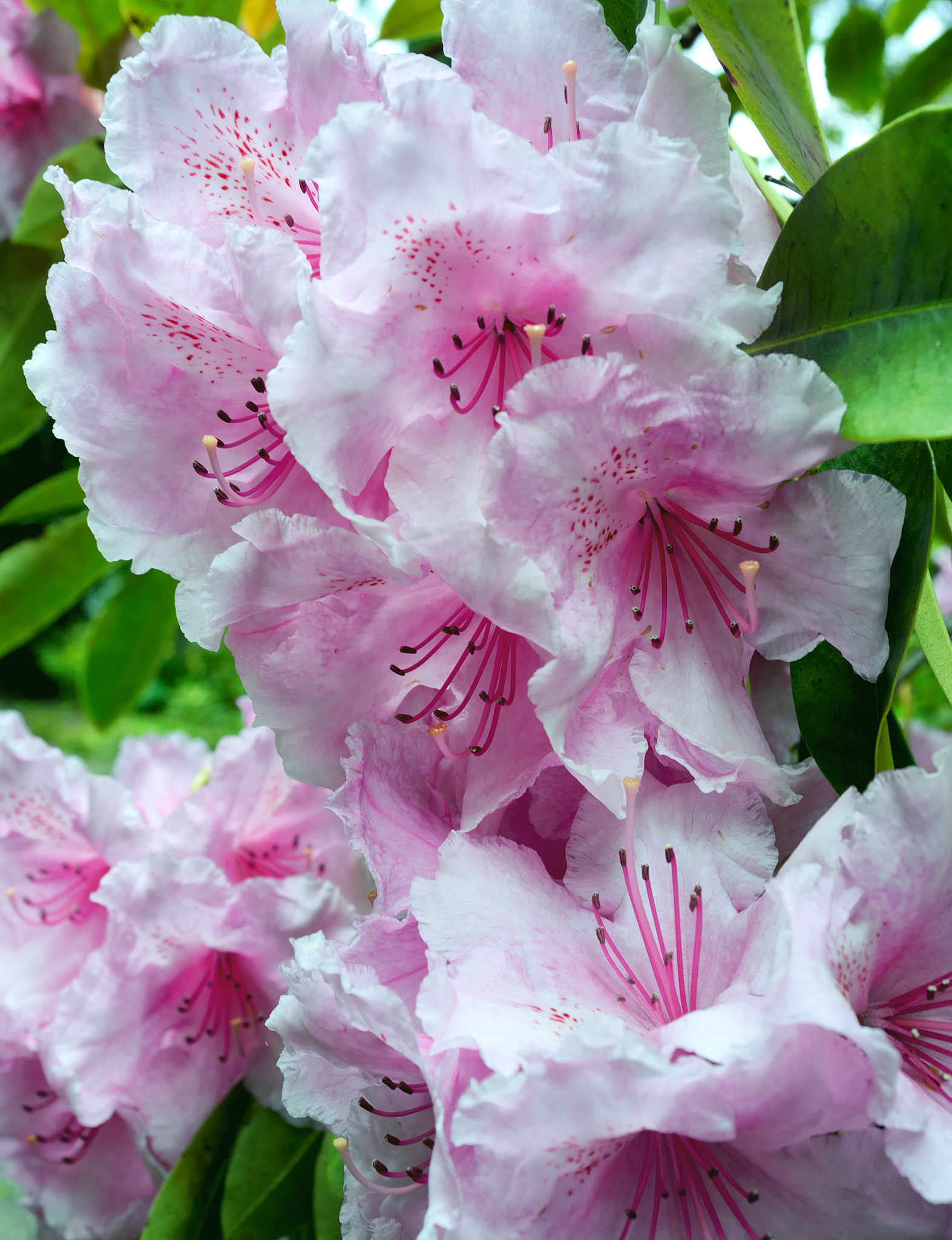 AF Zoom-Nikkor 28-80mm f/3.3-5.6G sample photo. . photography