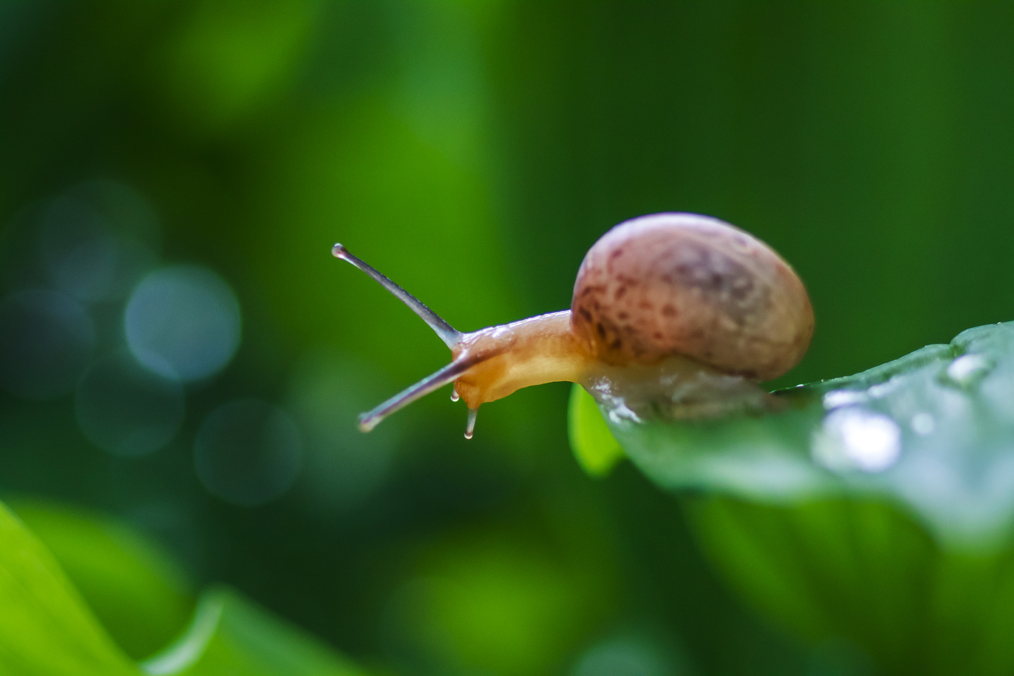 Canon EOS 450D (EOS Rebel XSi / EOS Kiss X2) sample photo. Little snail photography