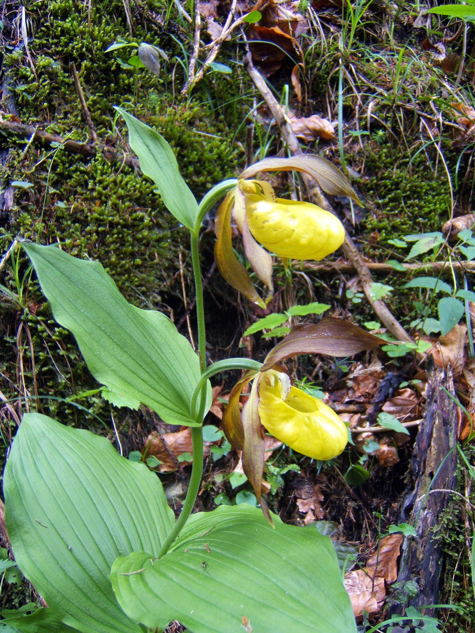 Fujifilm FinePix E510 sample photo. Orchidea di venere. cypripedium, colceolus photography