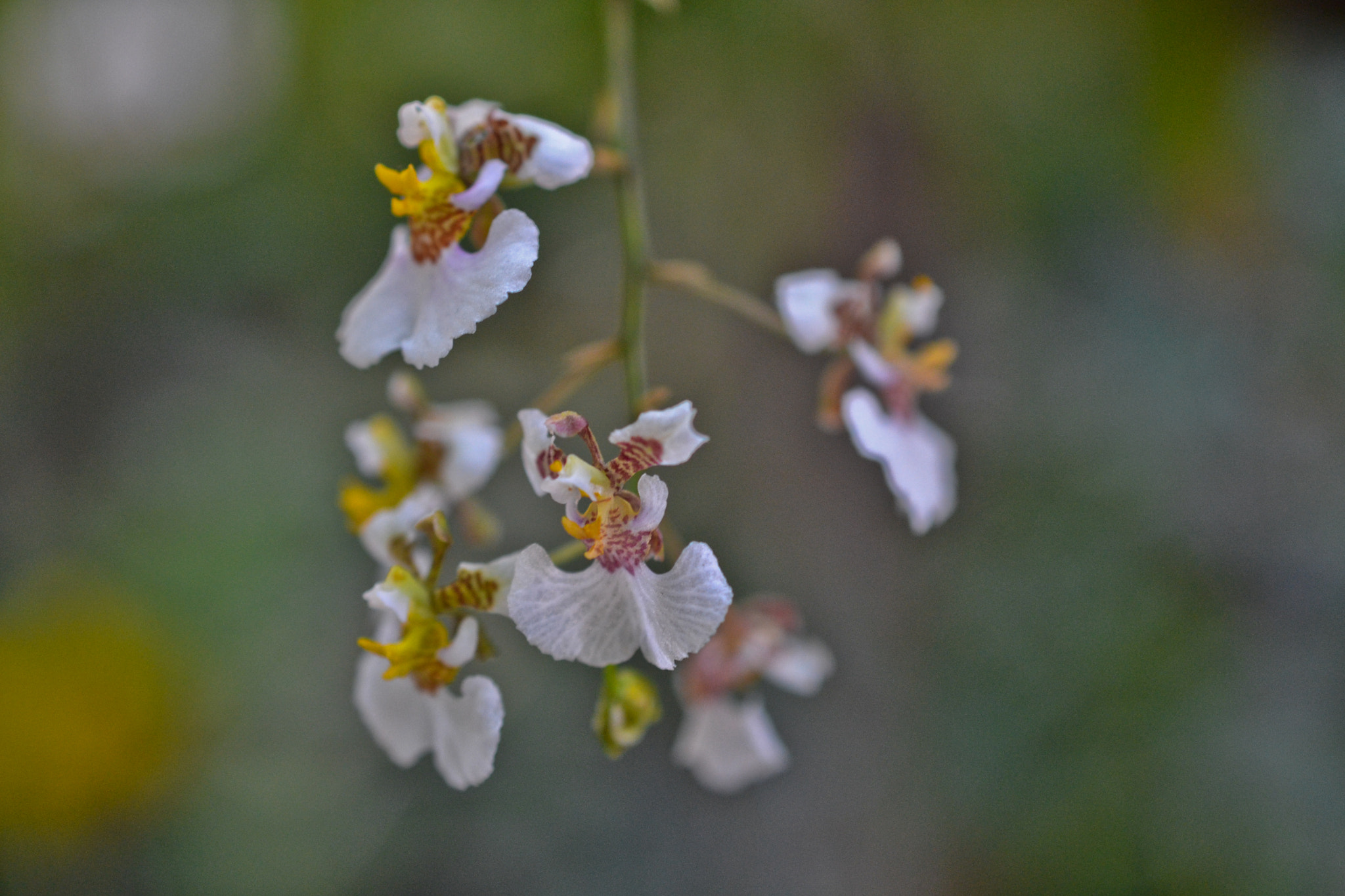 IX-Nikkor 60-180mm f/4.5-5.6 sample photo. Orchid exhibition, paris, february 2016 photography