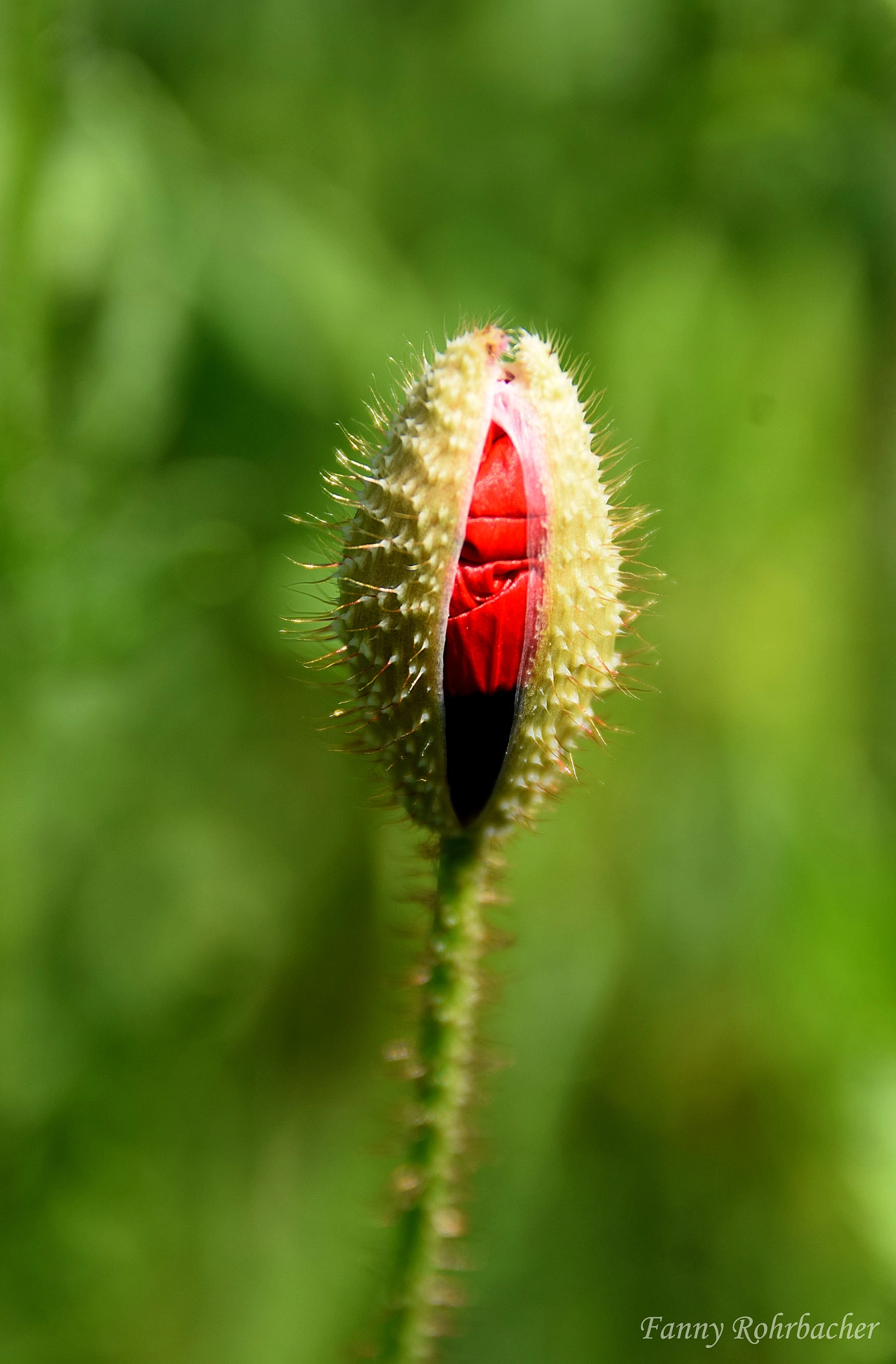 Nikon D5300 + Nikon AF Nikkor 28mm F2.8D sample photo. Eclosion florale photography