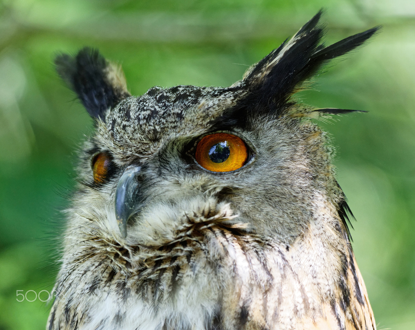 Canon EOS 5DS + Sigma 150-500mm F5-6.3 DG OS HSM sample photo. Eagle owl photography