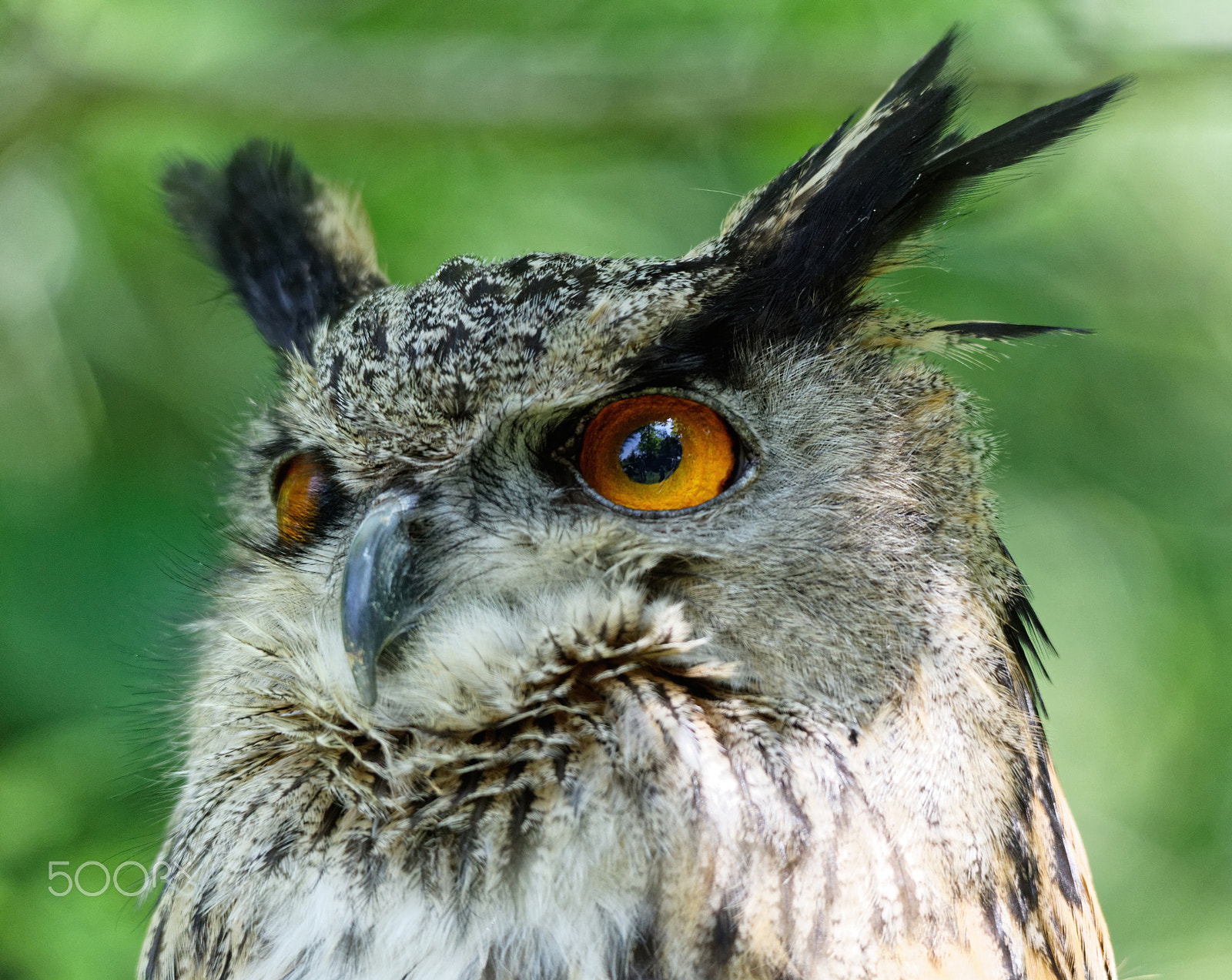 Sigma 150-500mm F5-6.3 DG OS HSM sample photo. Eagle owl photography