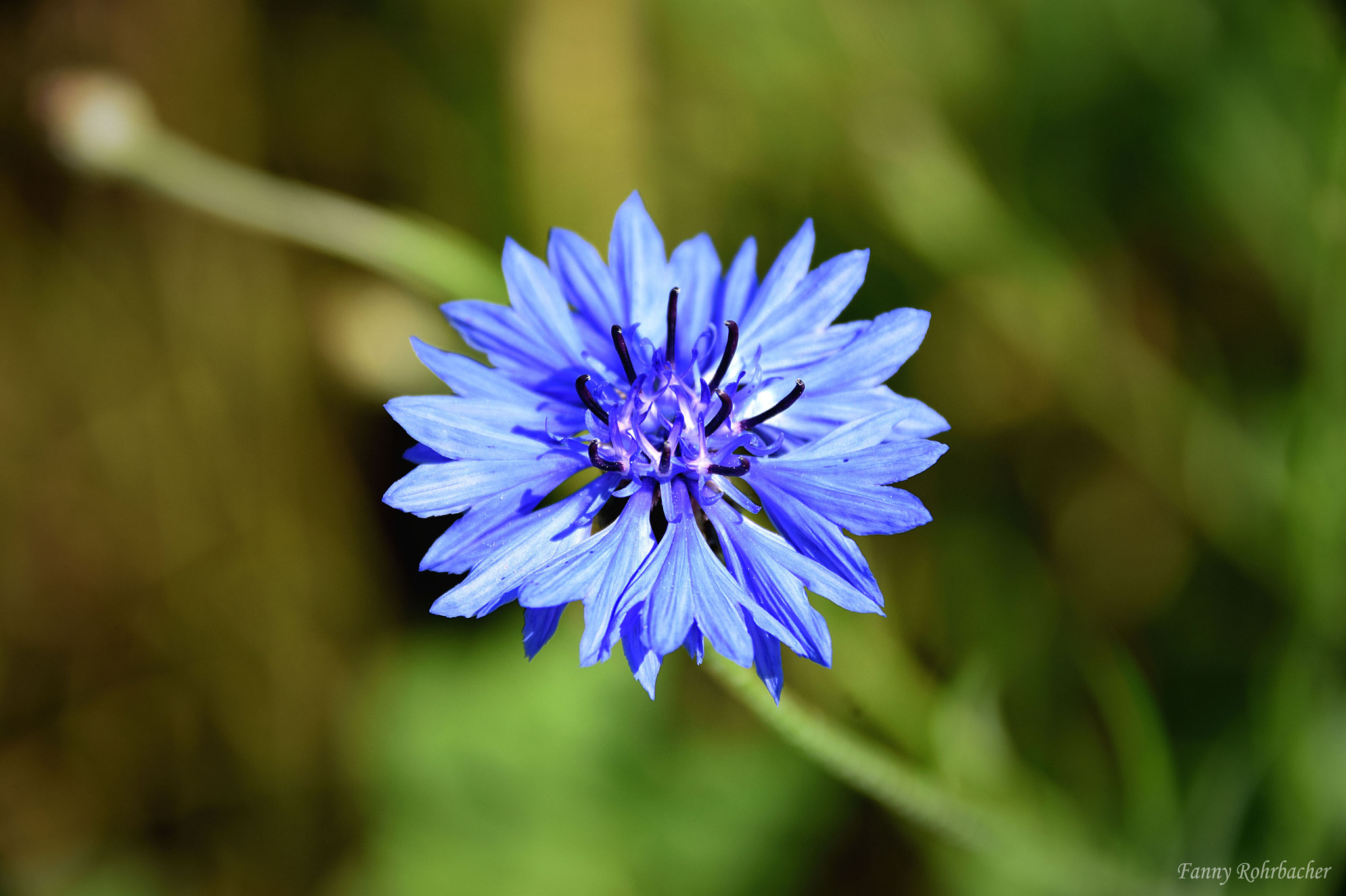 AF Zoom-Nikkor 28-100mm f/3.5-5.6G sample photo. Bleuet photography