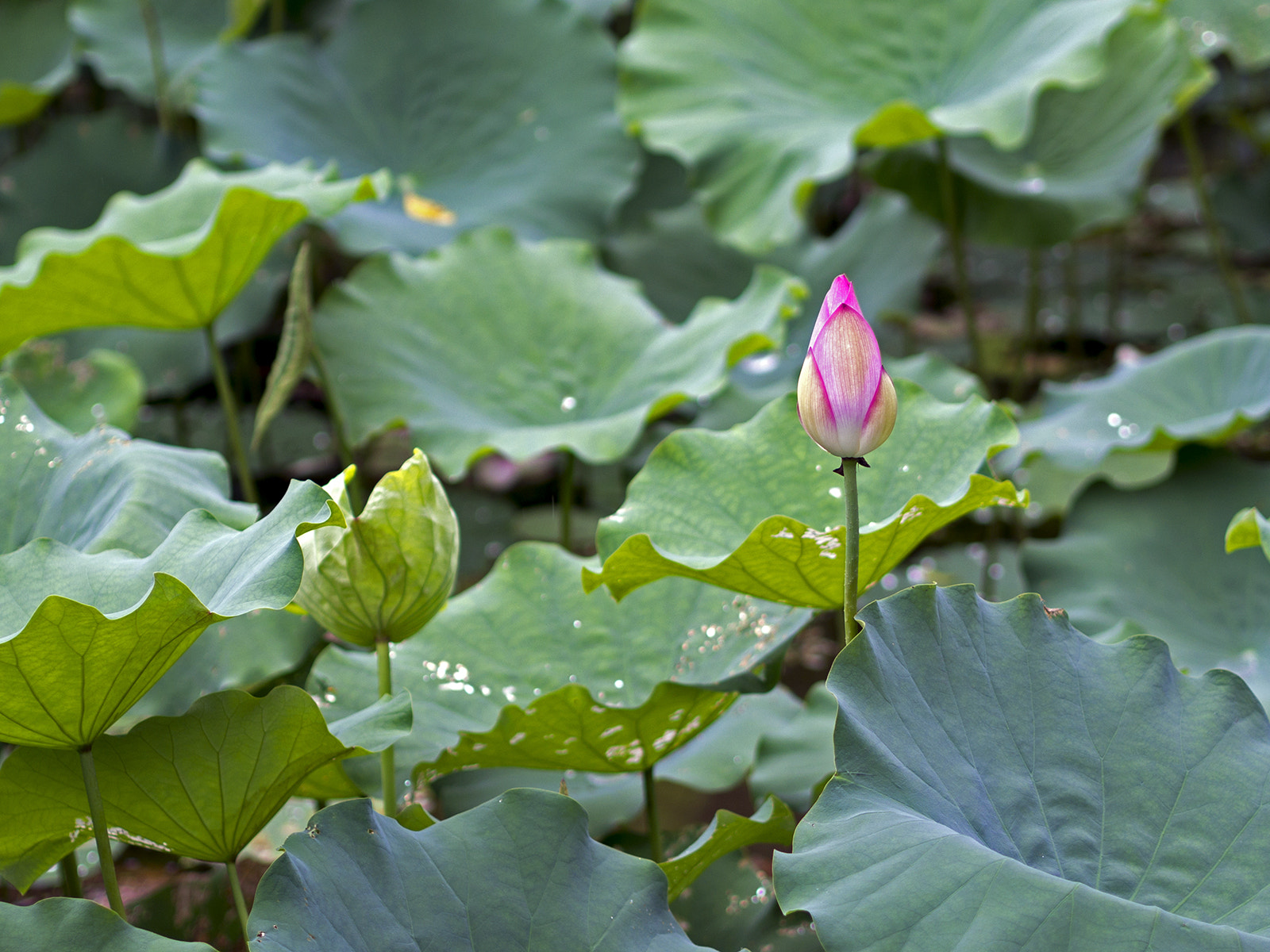 Olympus PEN E-PL6 + Olympus M.Zuiko Digital 45mm F1.8 sample photo. Get ready photography