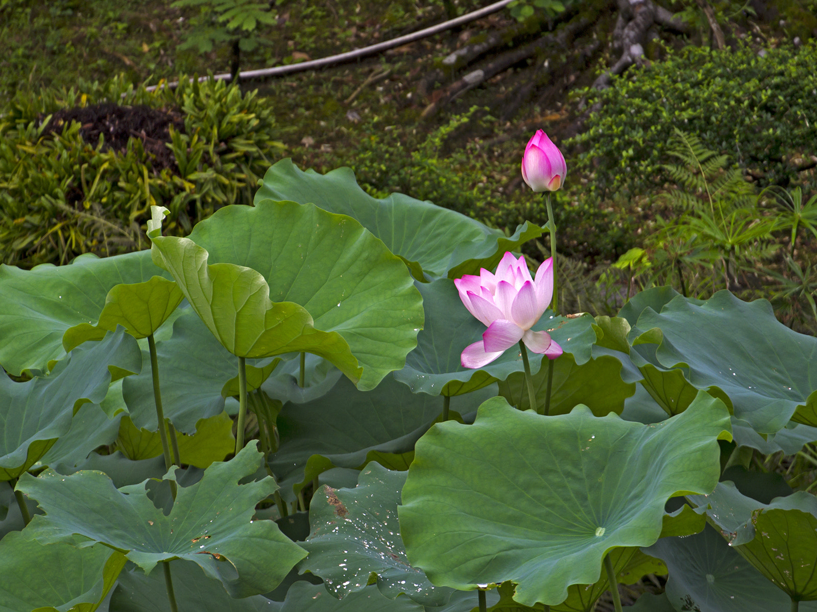 LUMIX G VARIO 35-100/F4.0-5.6 sample photo. Show-off photography