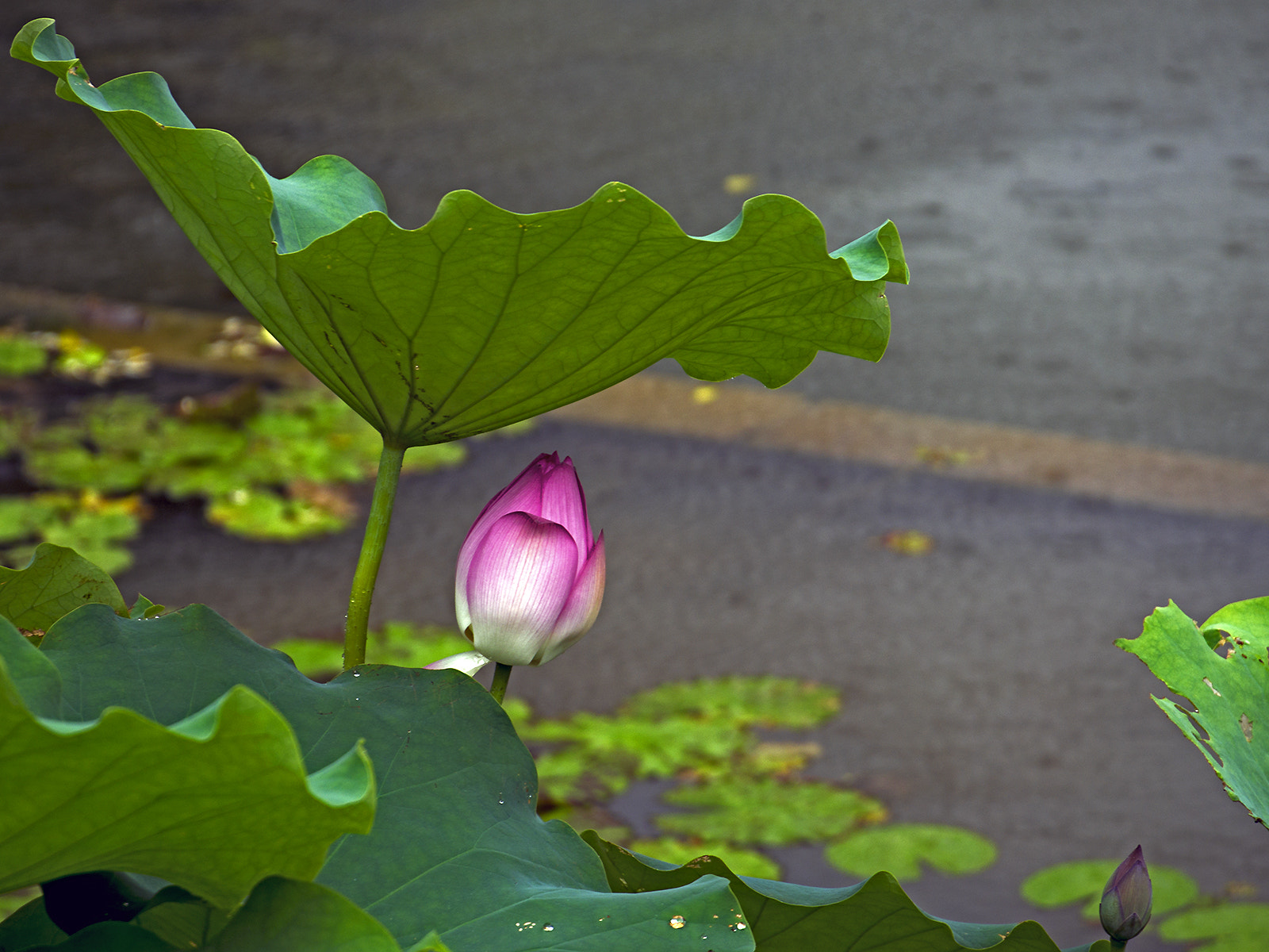 LUMIX G VARIO 35-100/F4.0-5.6 sample photo. Under the rain photography