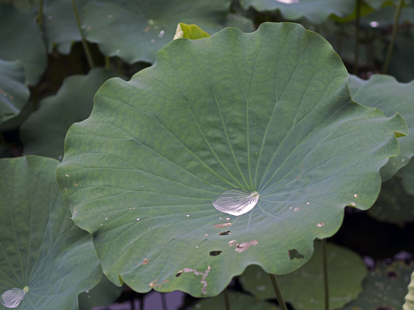 Olympus PEN E-PL6 sample photo. Water on leaf photography