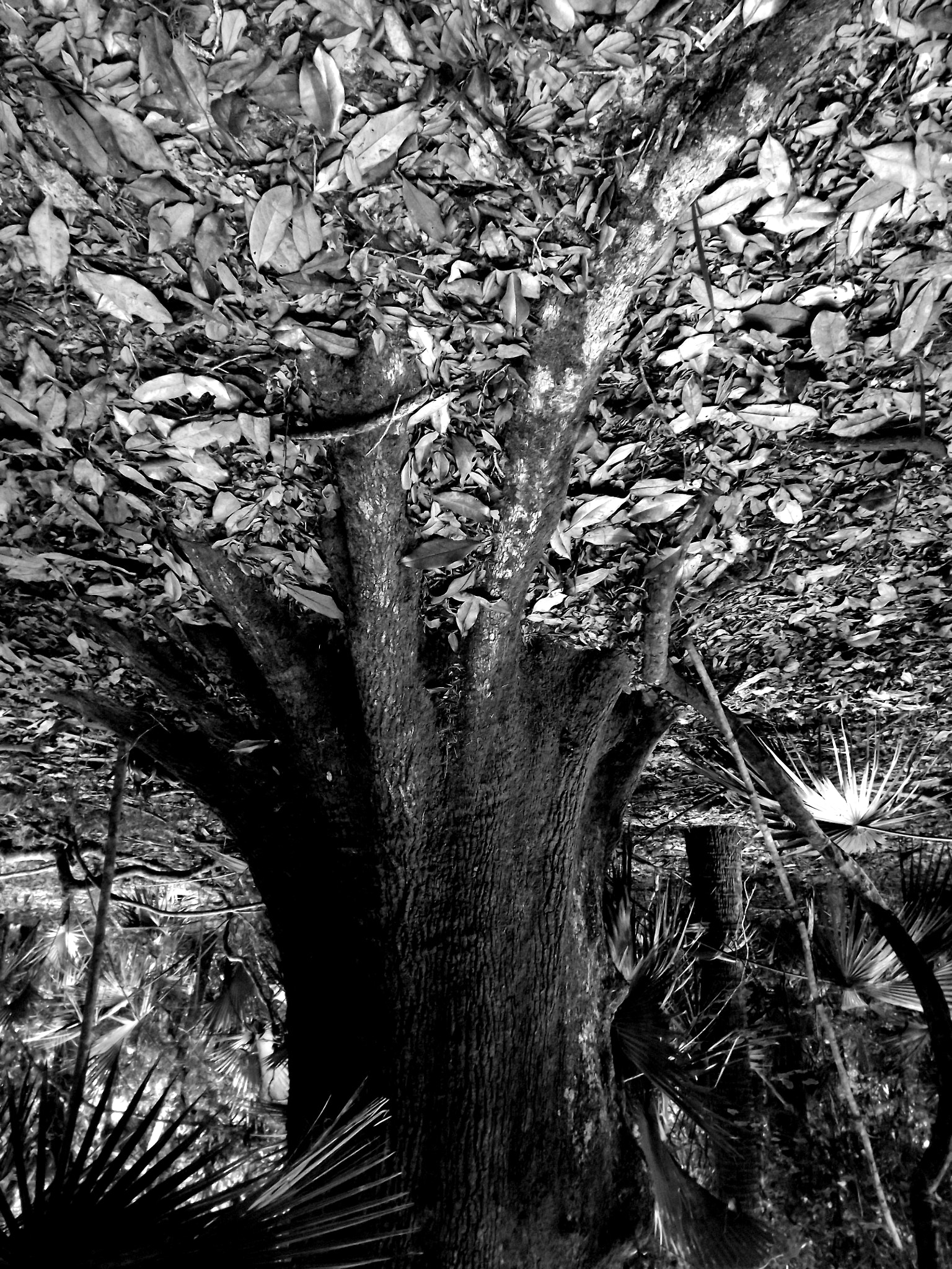 Fujifilm FinePix S3280 sample photo. Matanzas be flip photography