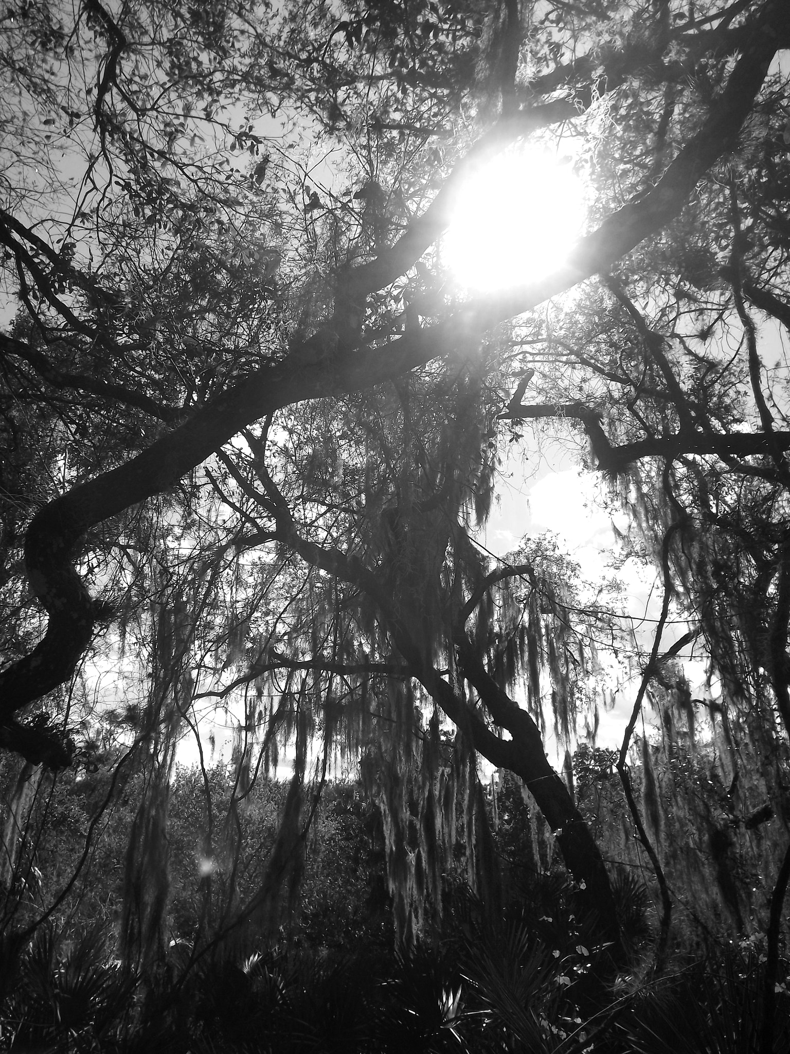 Fujifilm FinePix S3280 sample photo. Upoladed bw photography