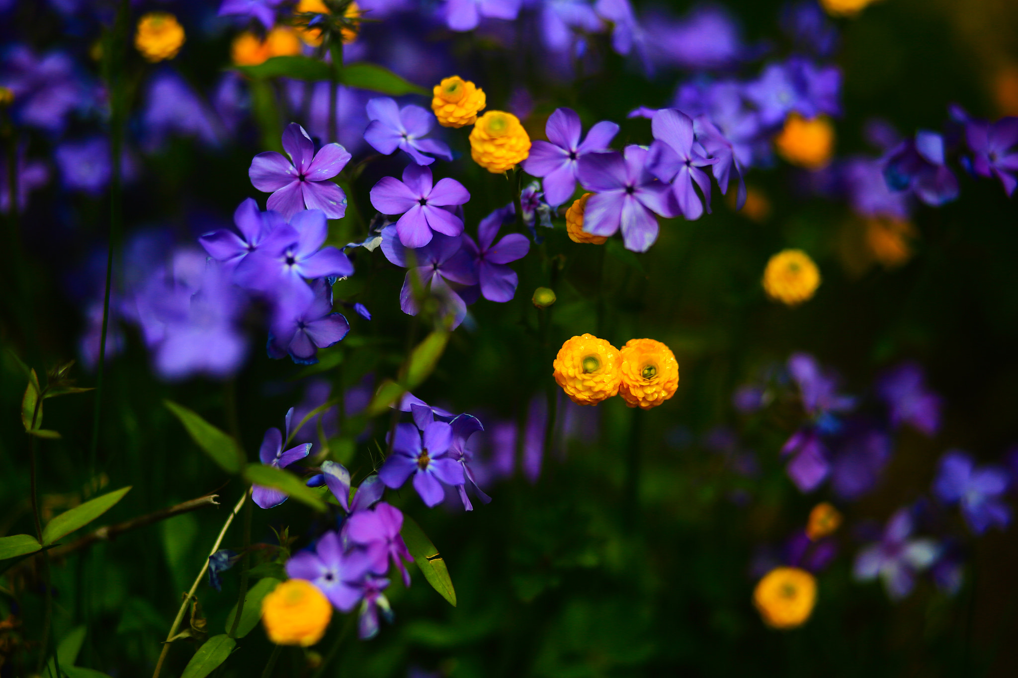 Canon EF 85mm F1.8 USM sample photo. Early spring flowers photography