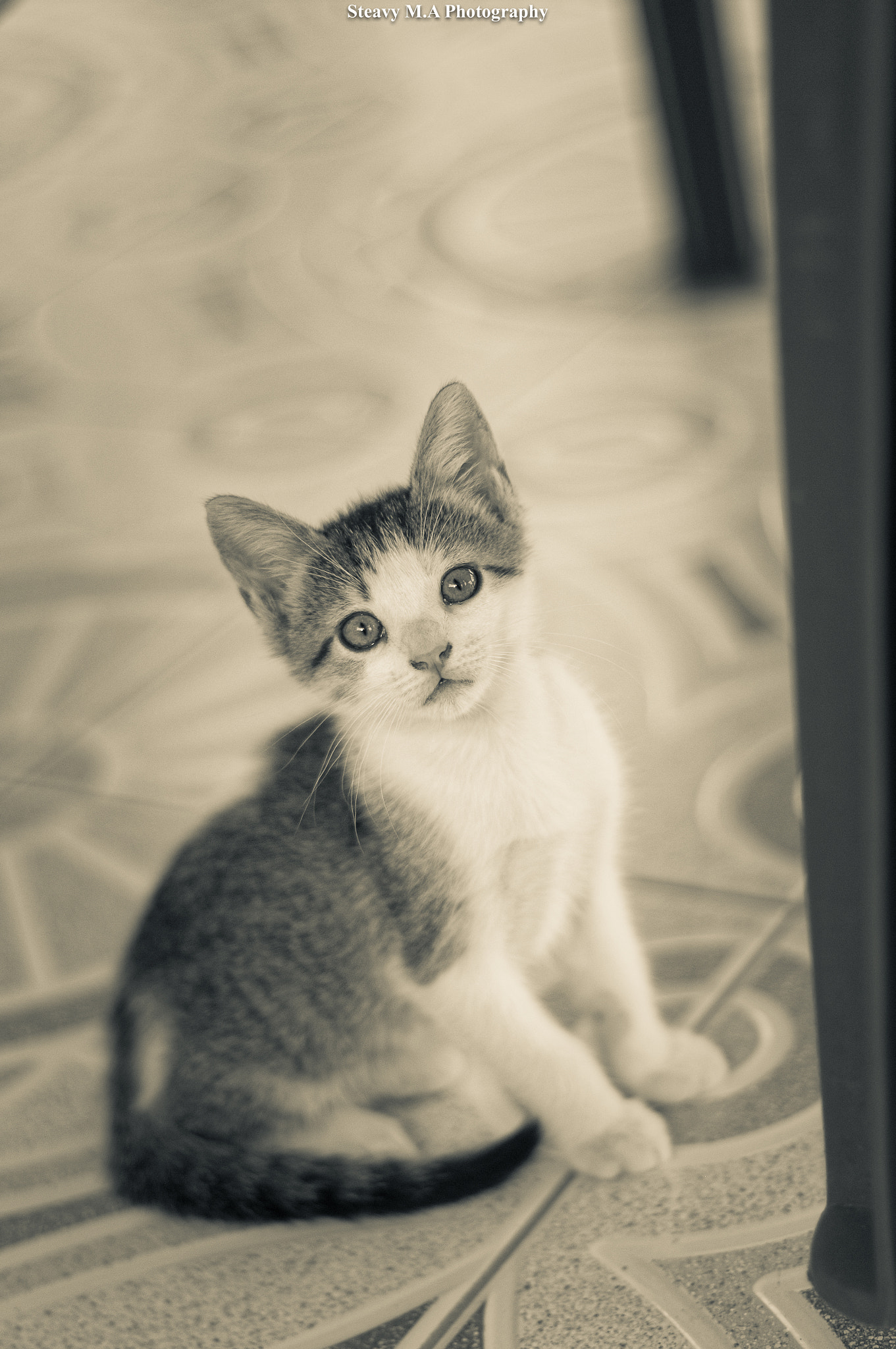 Canon EOS 600D (Rebel EOS T3i / EOS Kiss X5) + Canon EF 50mm F1.4 USM sample photo. Cutty kitty photography