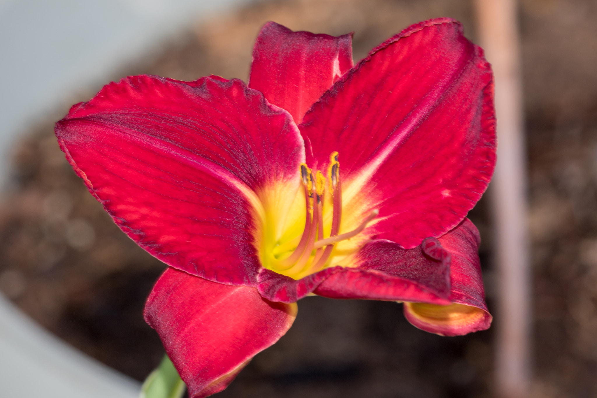 Canon EF 180mm F3.5L Macro USM sample photo. Finally bloomed photography