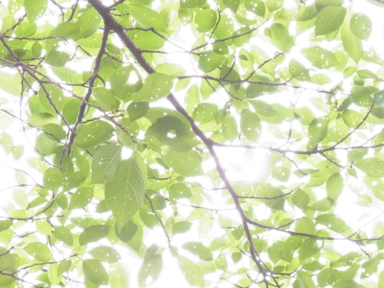Ricoh CX5 sample photo. 木漏れ日 photography