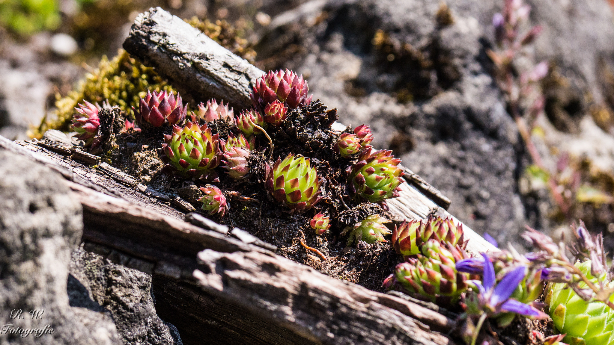 Panasonic Lumix DMC-GH3 sample photo. Im alpinum photography