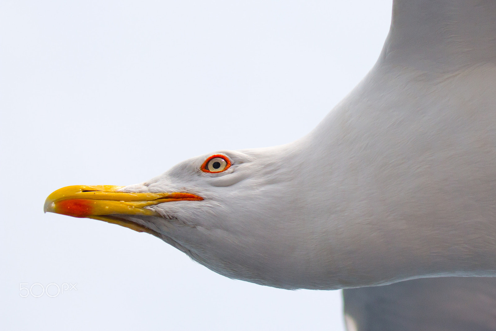 Canon EF 100-400mm F4.5-5.6L IS II USM sample photo. Yellow-legged gull - larus michahellis photography