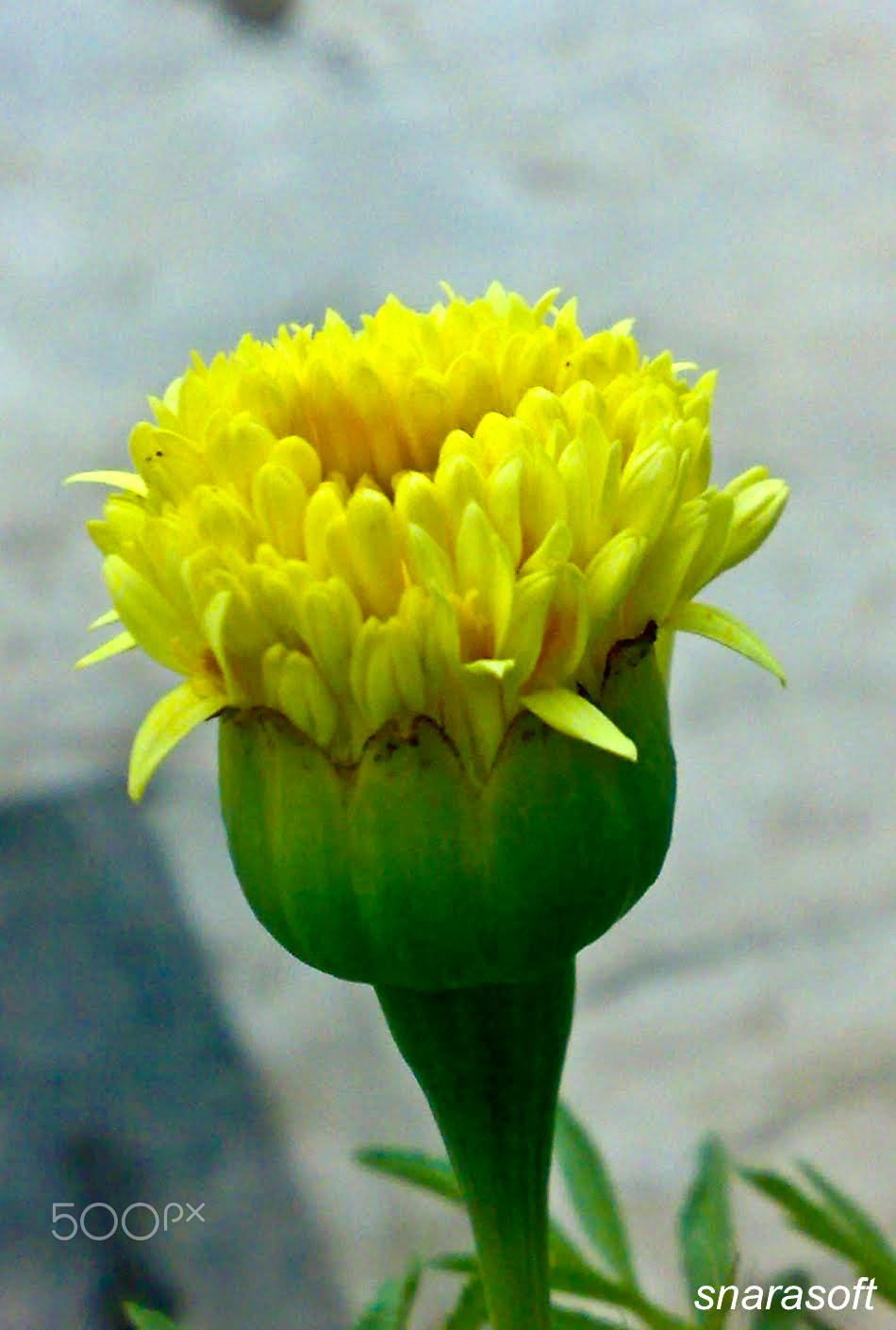 Nokia N73 sample photo. Blooming beauty photography