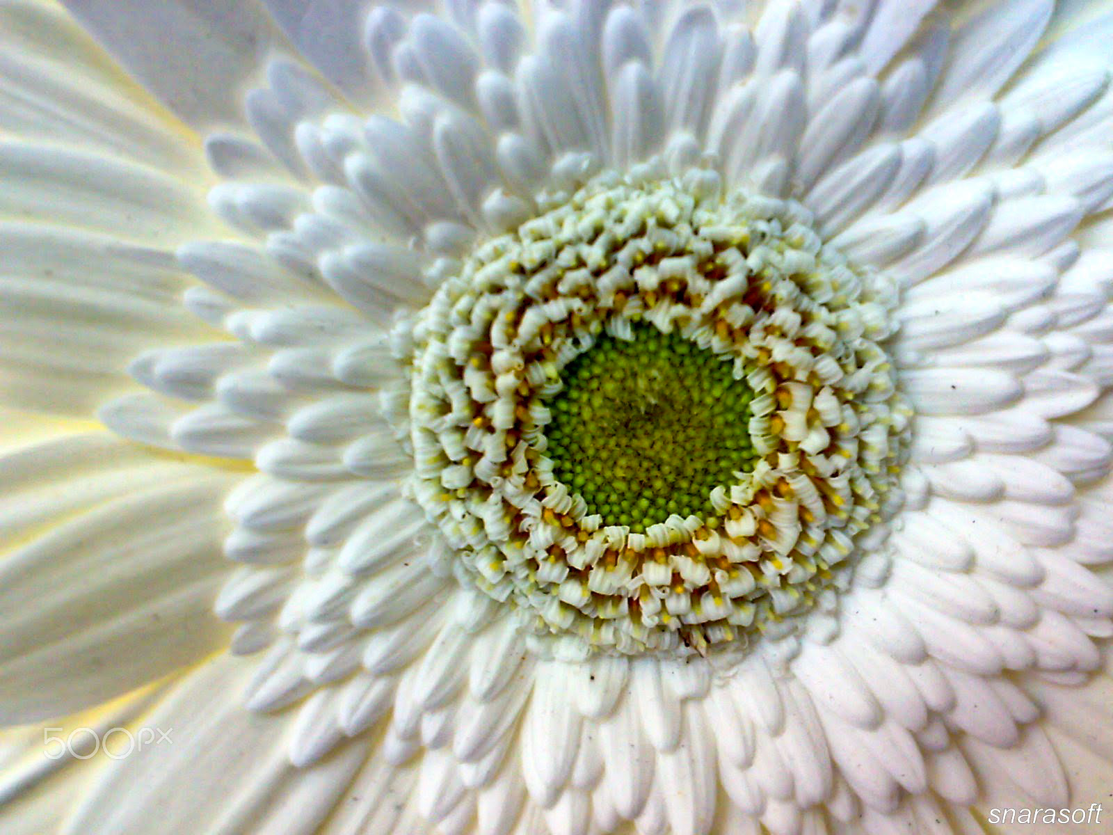 Nokia N73 sample photo. White loves photography