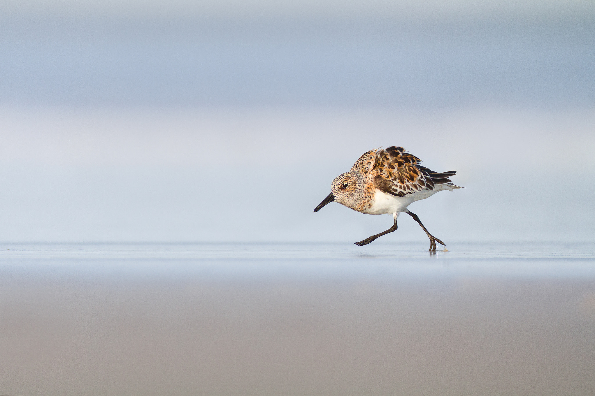 Canon EOS 7D + Canon EF 600mm f/4L IS sample photo. Sanderling photography