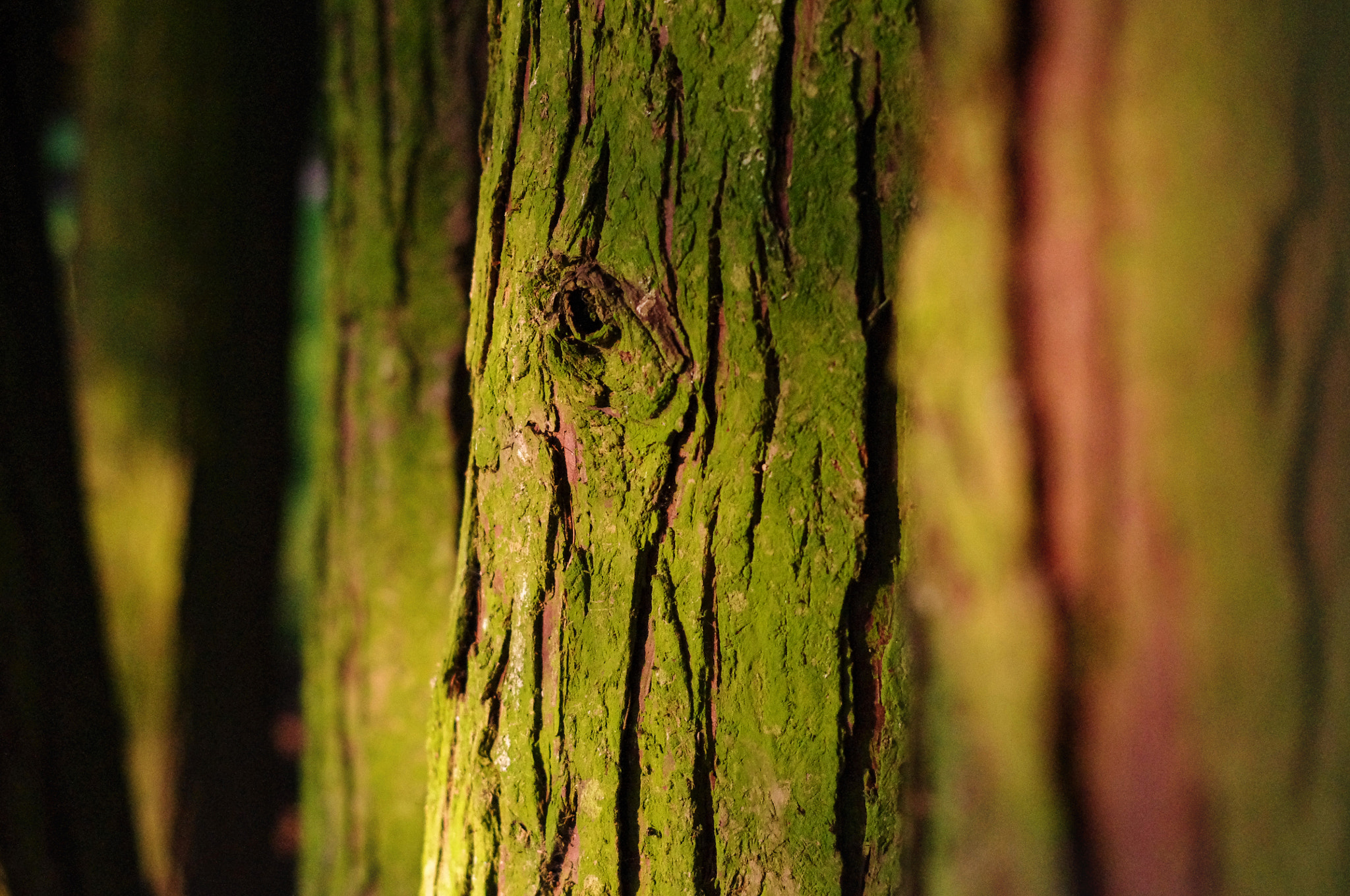 Pentax K-x + Pentax smc DA 50mm F1.8 sample photo. Wood photography