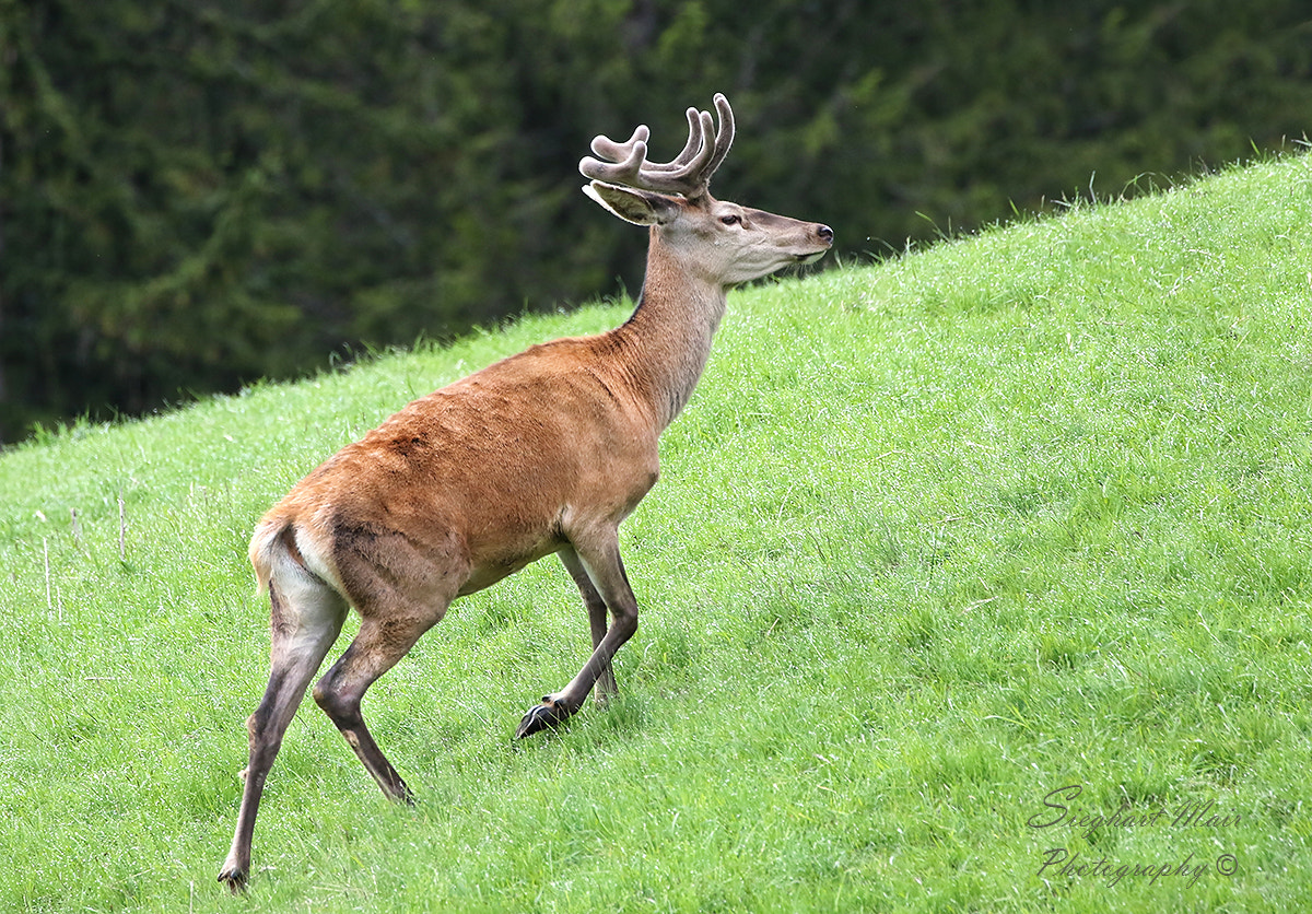 Canon EF 100-400mm F4.5-5.6L IS II USM sample photo. Deer photography