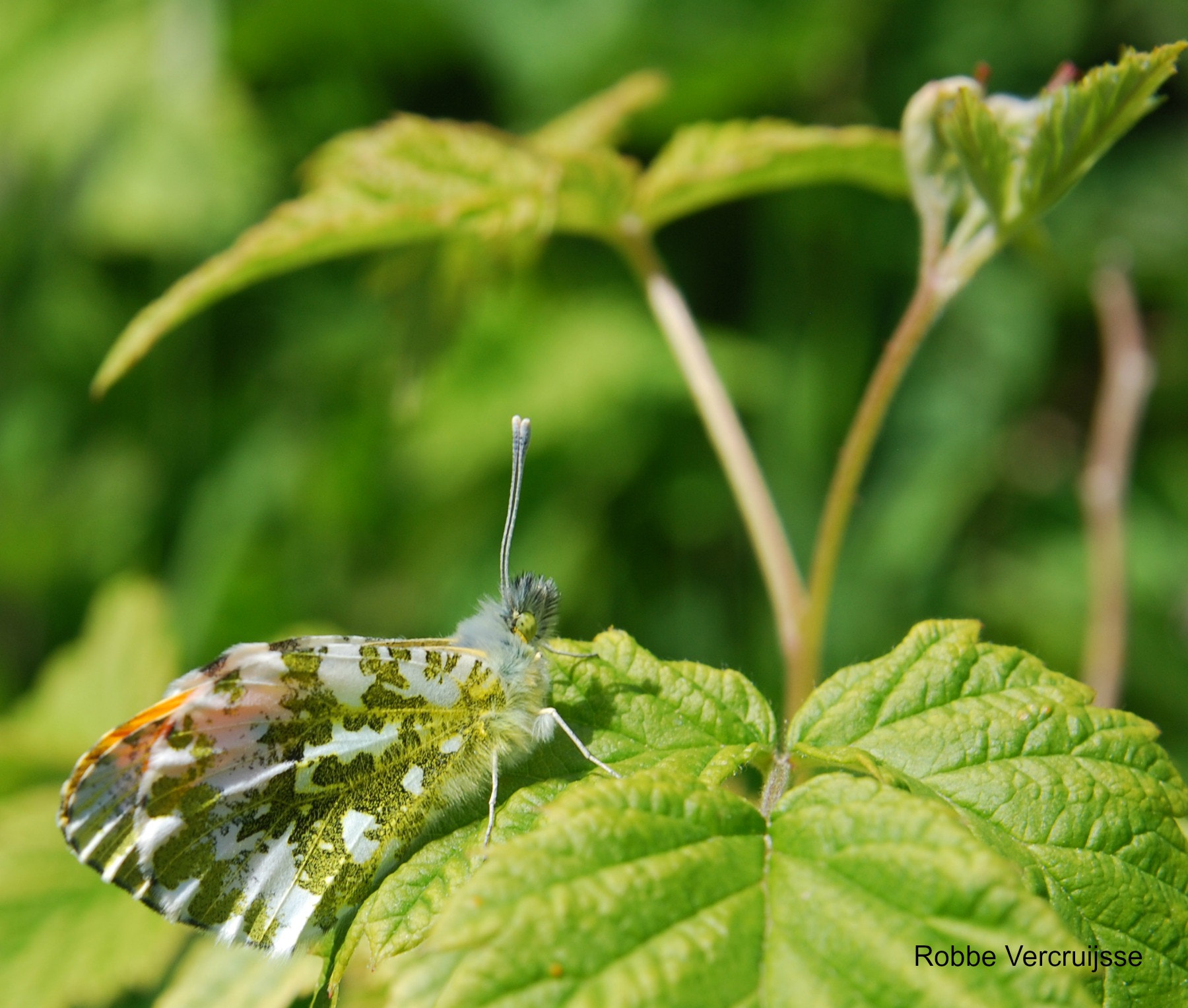 Nikon D80 sample photo. Anthocharis cardamines.jpg photography