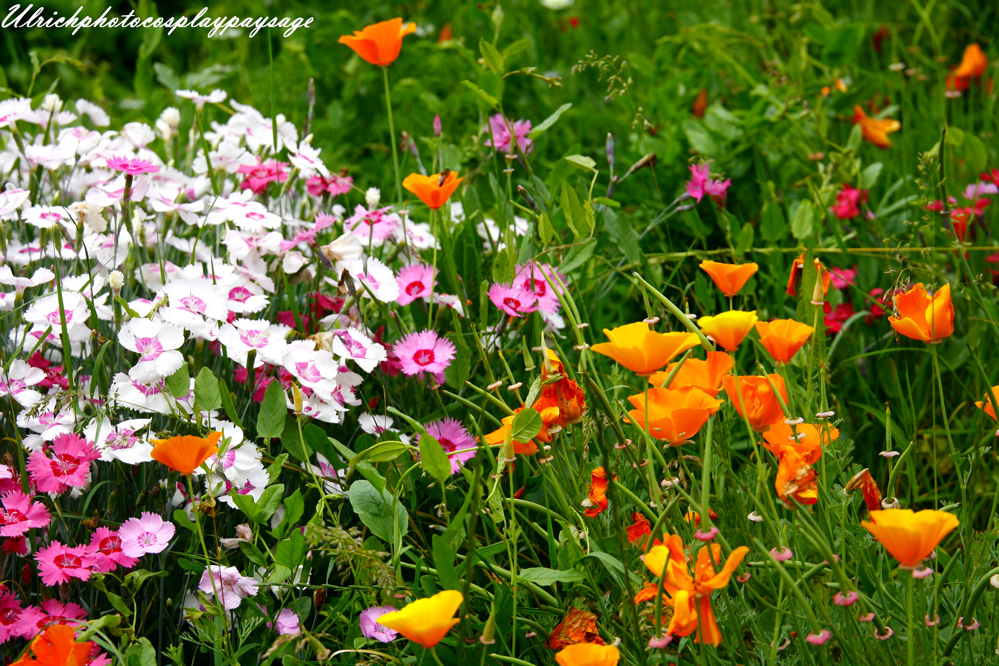 Canon EF 24-105mm F3.5-5.6 IS STM sample photo. Multitude de couleur photography