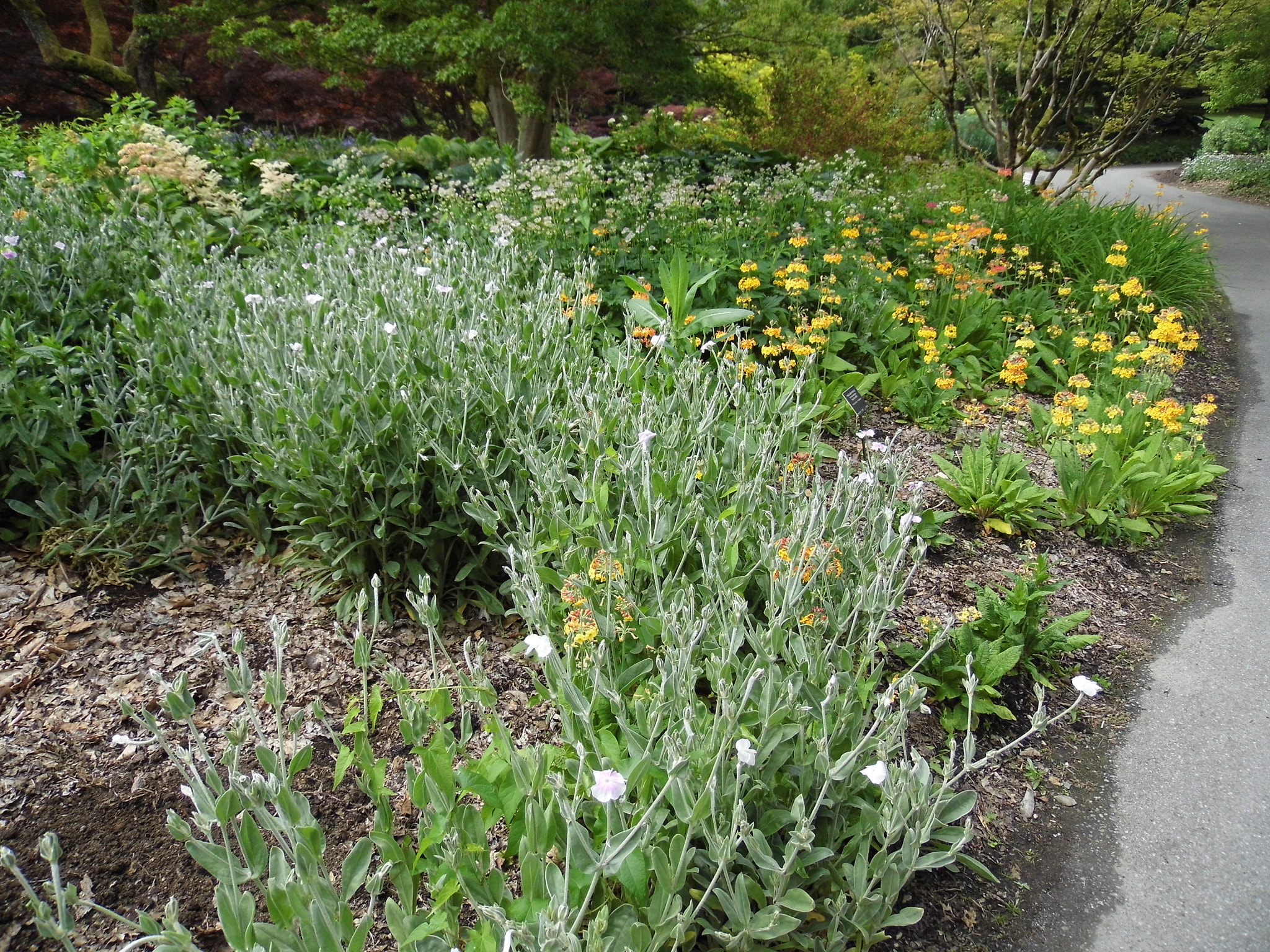 Panasonic Lumix DMC-LZ30 sample photo. Carol both_vandusen gardens_may 25 photography