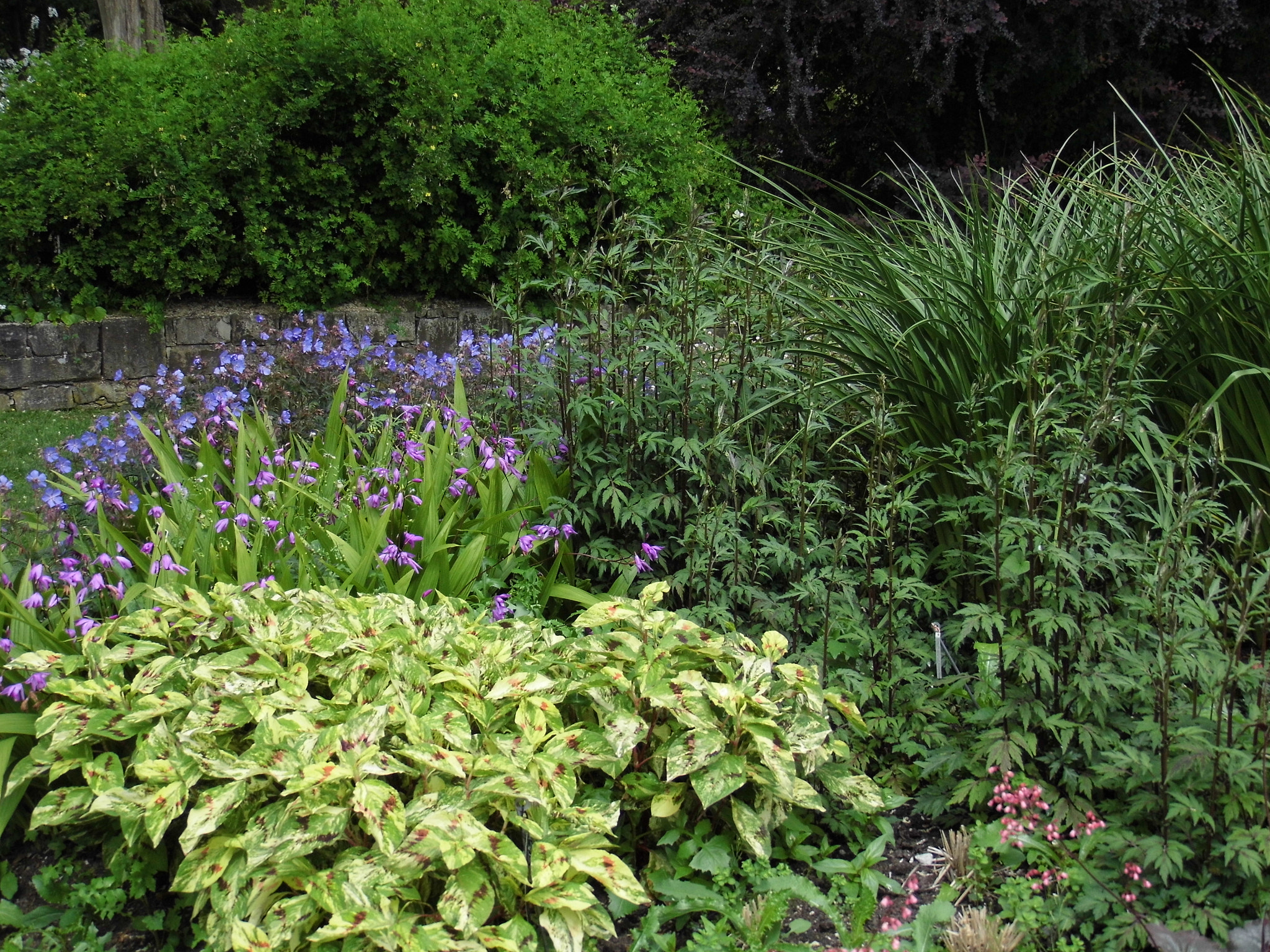 Panasonic Lumix DMC-LZ30 sample photo. Carol both_vandusen gardens_may 25 photography