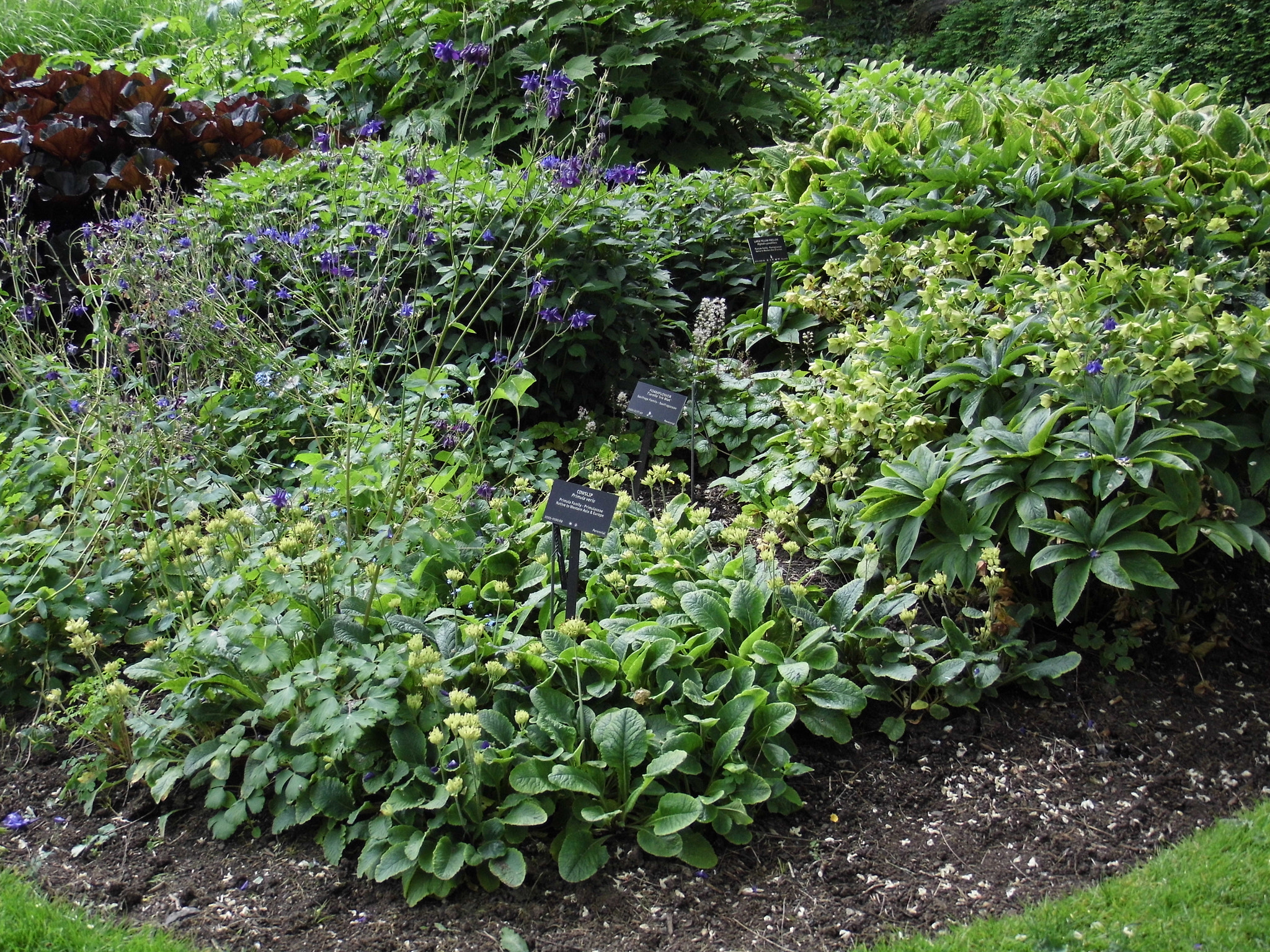 Panasonic Lumix DMC-LZ30 sample photo. Carol both_vandusen gardens_may 25 photography