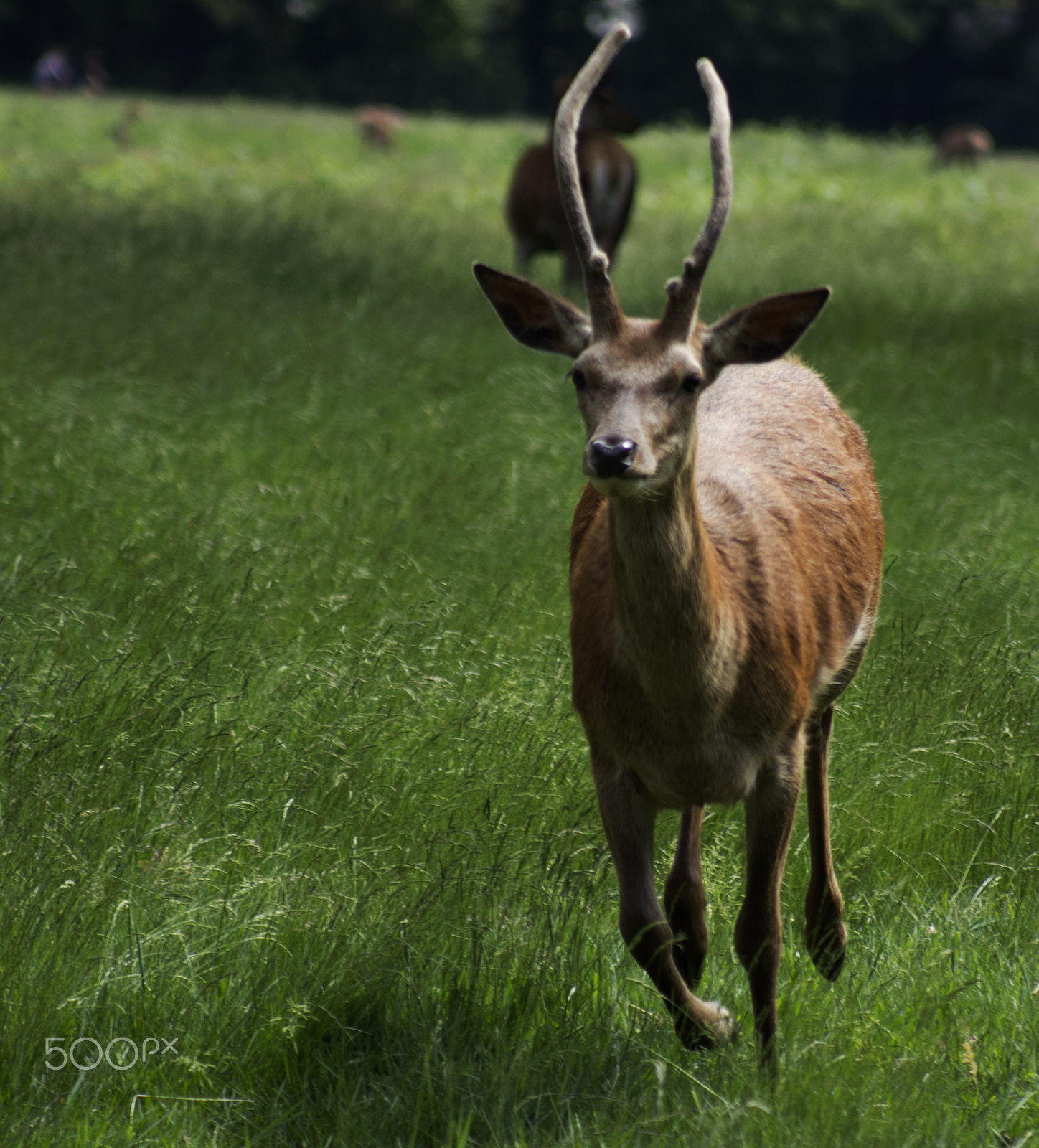 Canon EOS 600D (Rebel EOS T3i / EOS Kiss X5) + Canon EF 80-200mm F4.5-5.6 II sample photo. Running stag photography